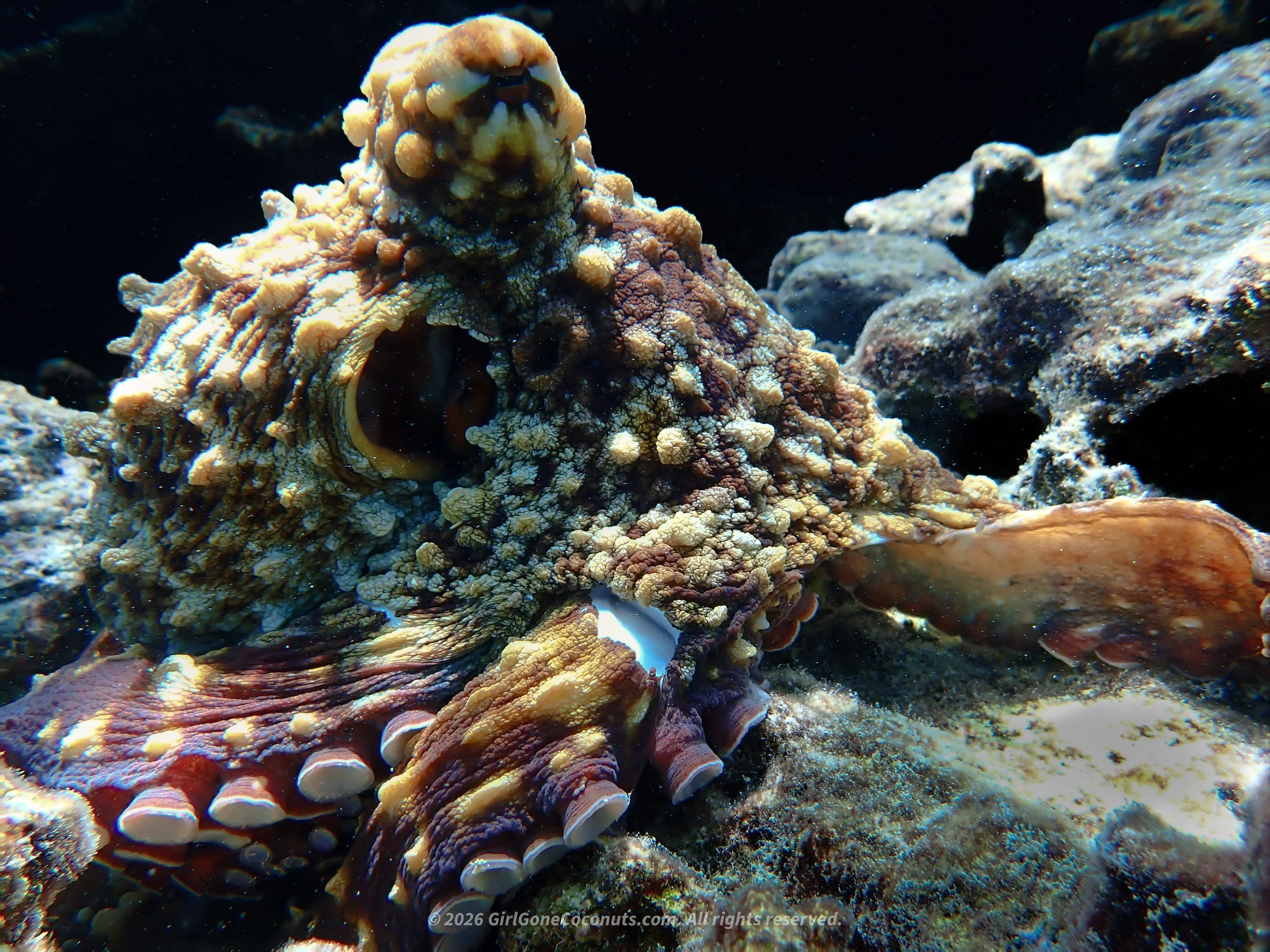 Scuba Diving on Nusa Lembongan is easily one of the best things to do with an incredible underwater world waiting to be explored.