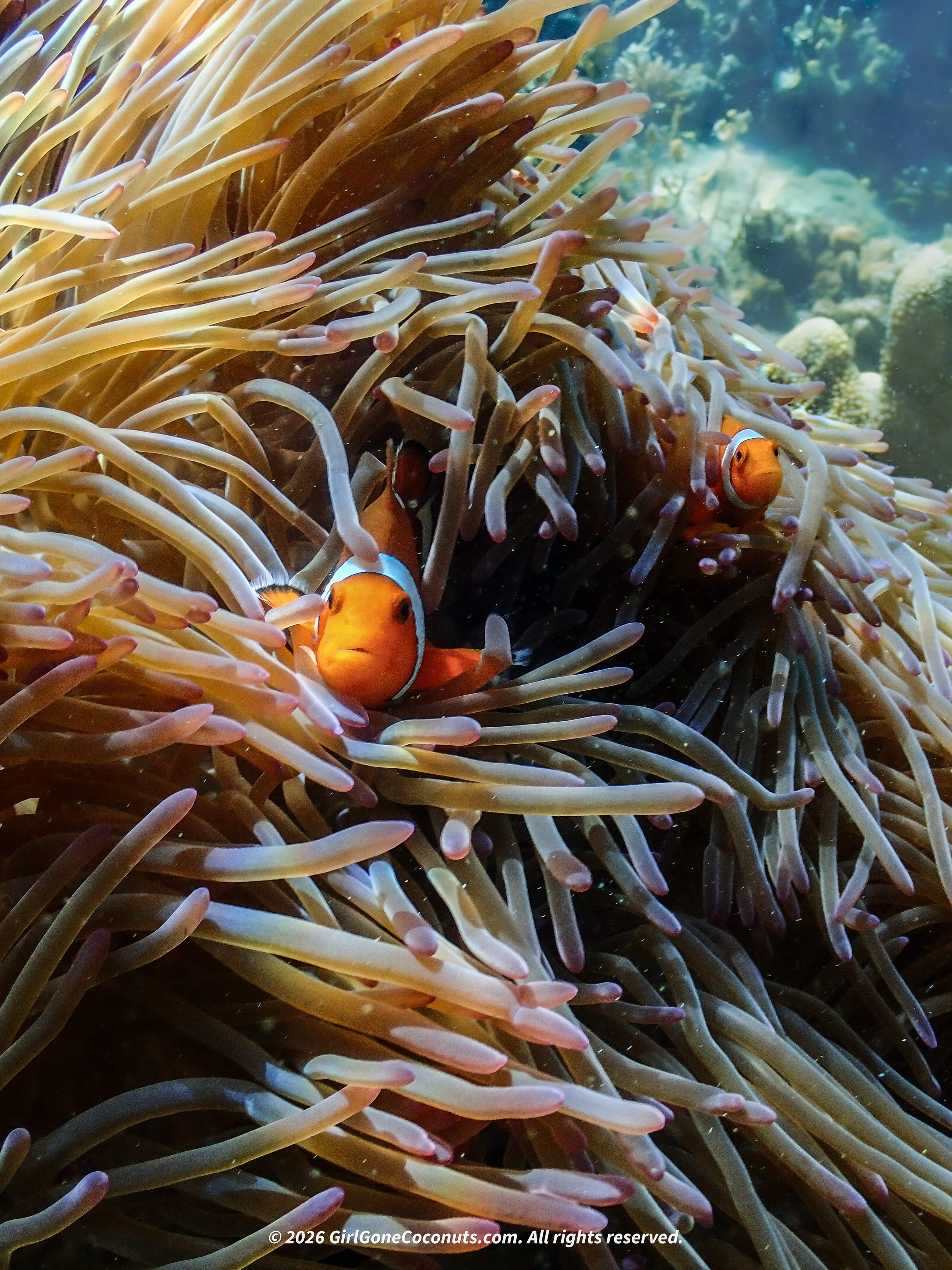 Two clownfish hiding in an Anemone at The Seraya's house reef in Komodo.