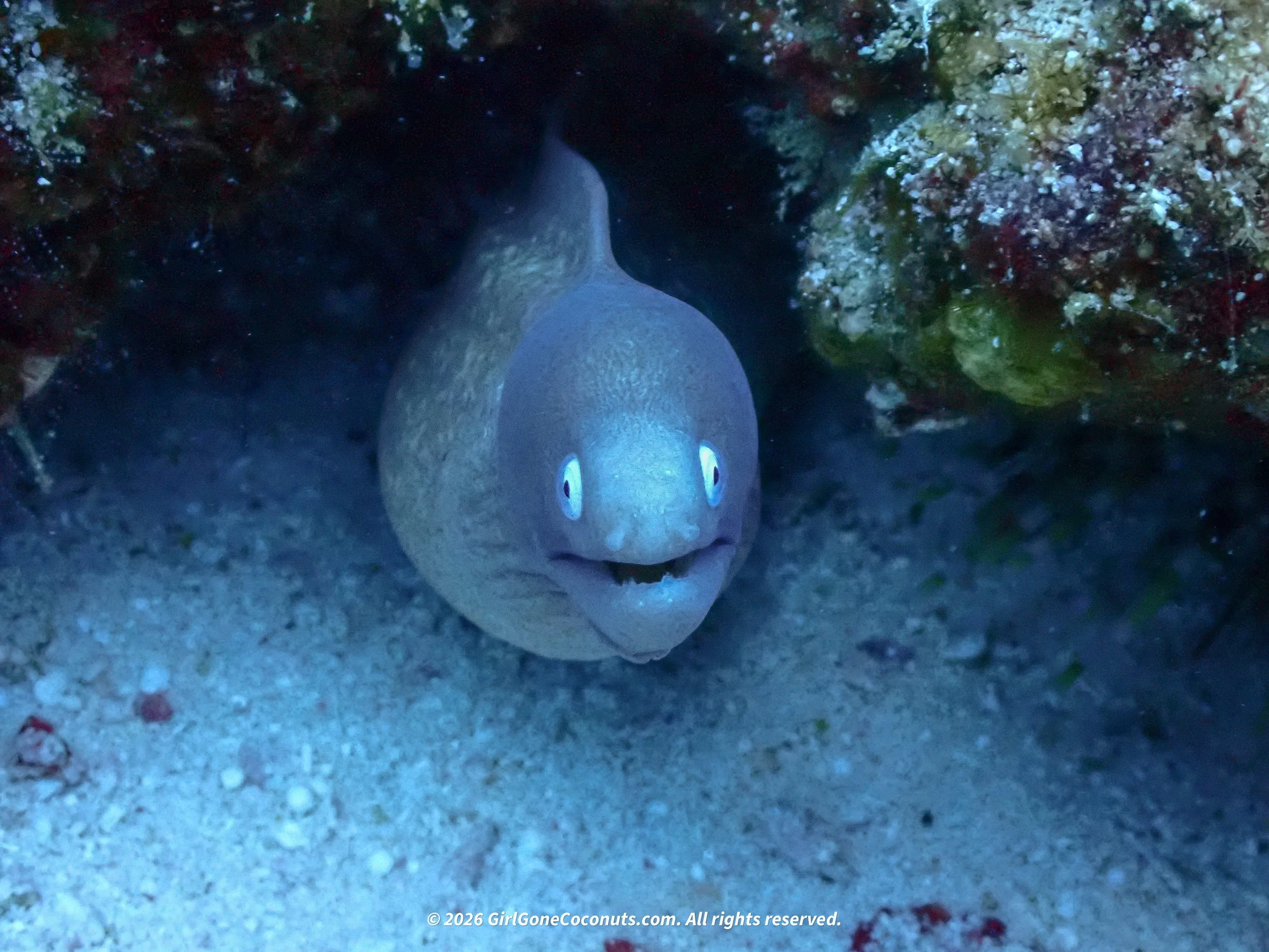 An eel.