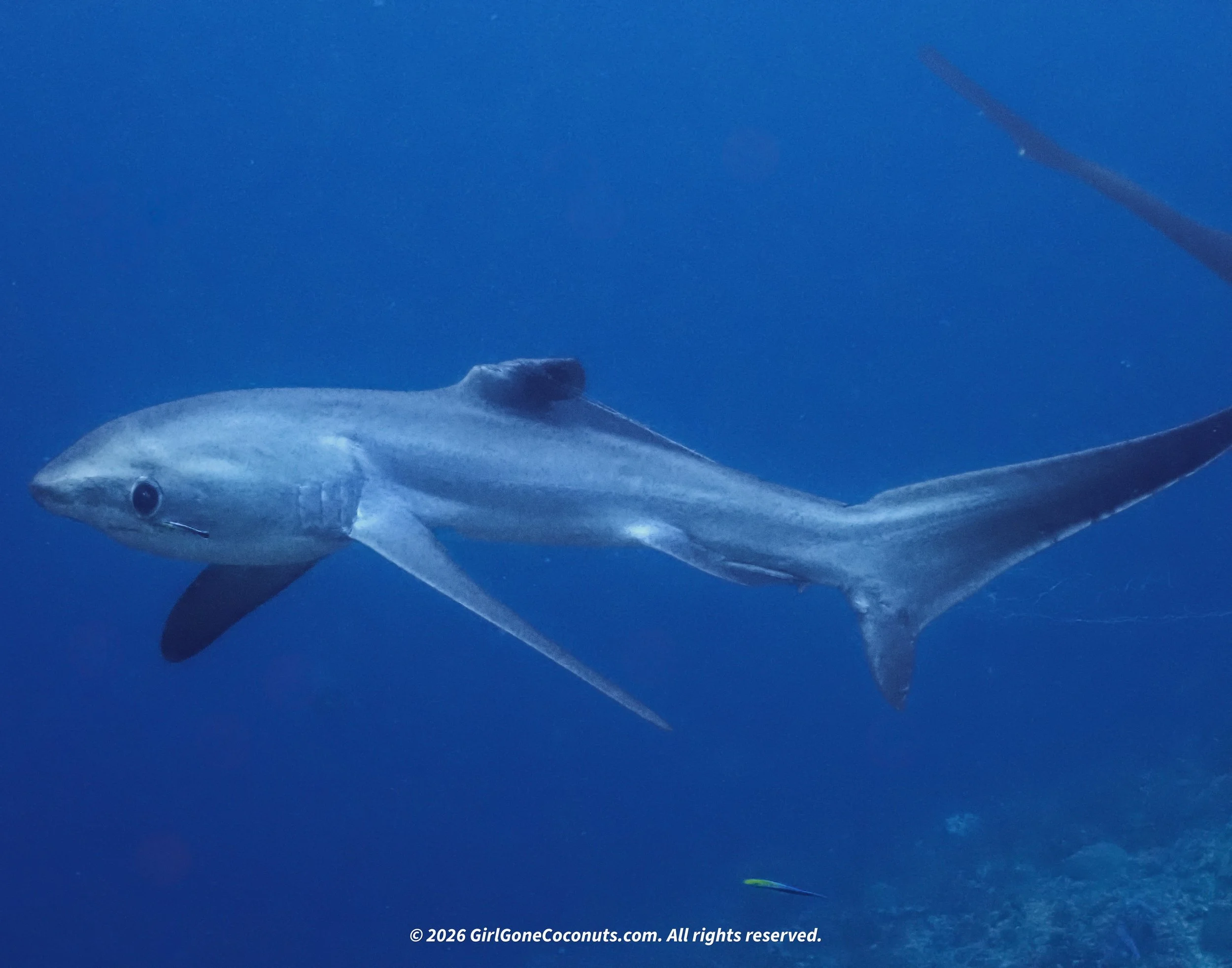 A thresher shark caught in fishing line at Monad Shoal in Malapascua.