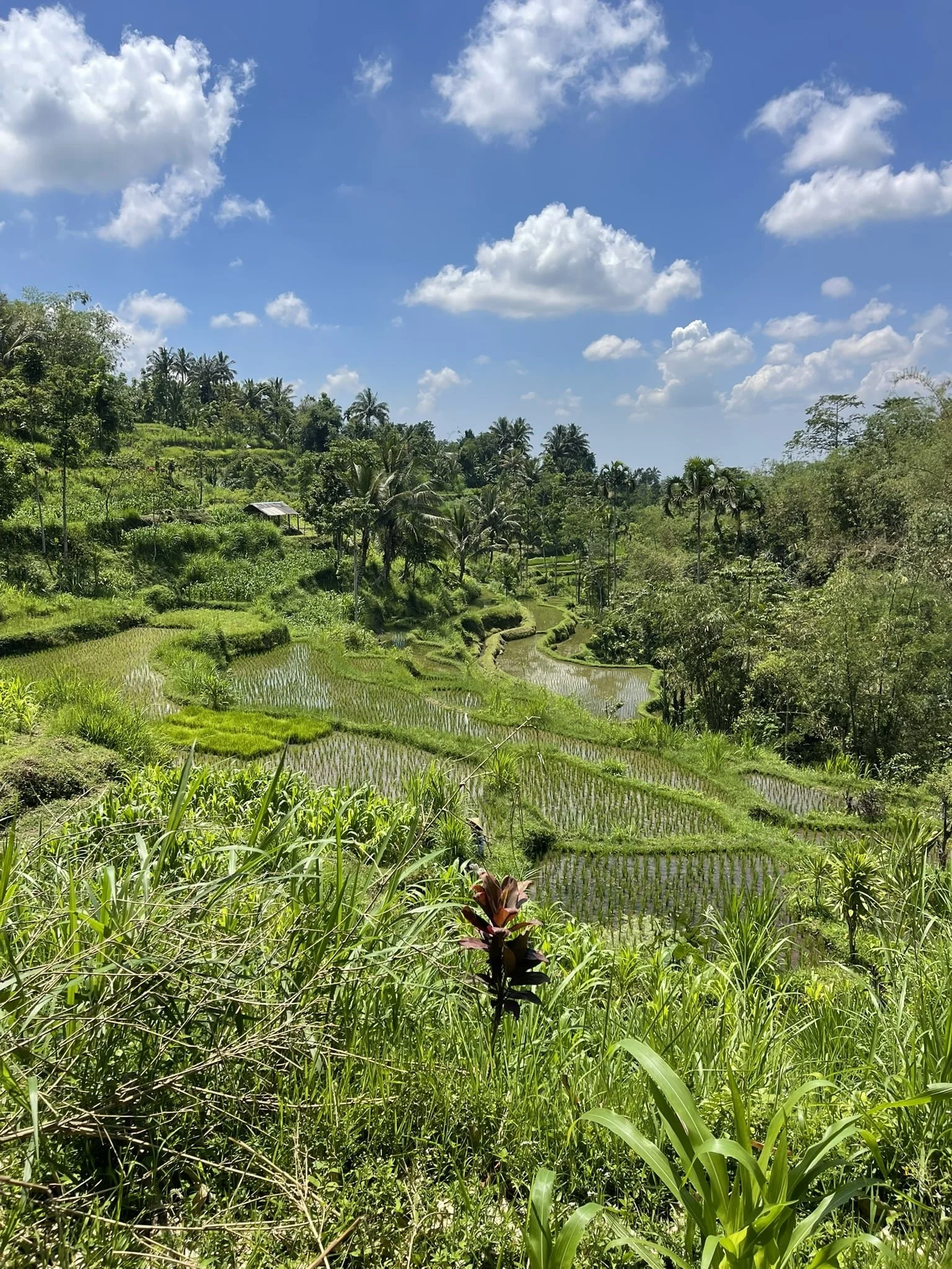 Tetebatu's beautiful lush green rice terraces in Lombok.