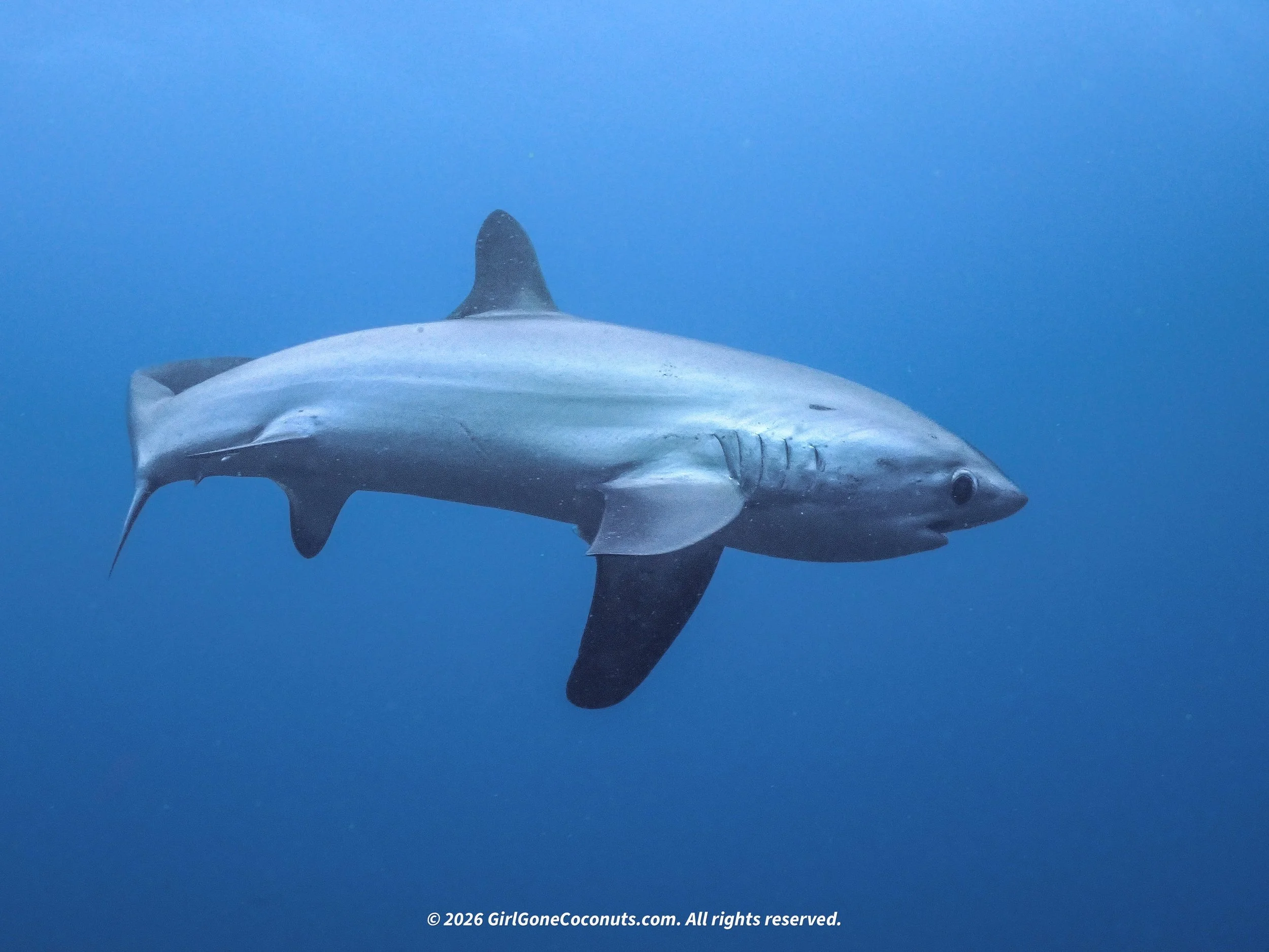 A thresher shark from my dive at Kimud Shoal in Malapascua.