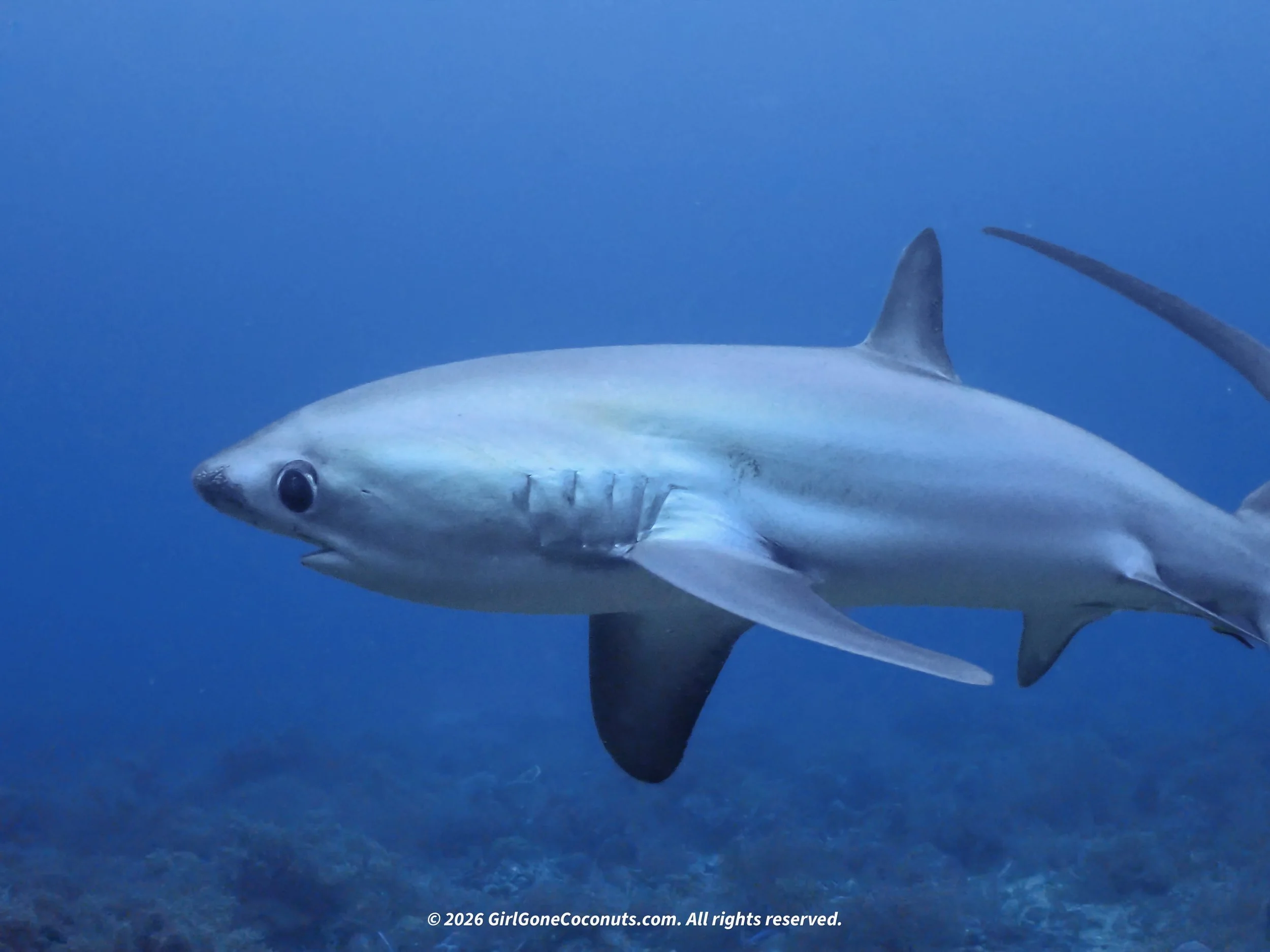 A thresher shark at the dive site in Malapascua.