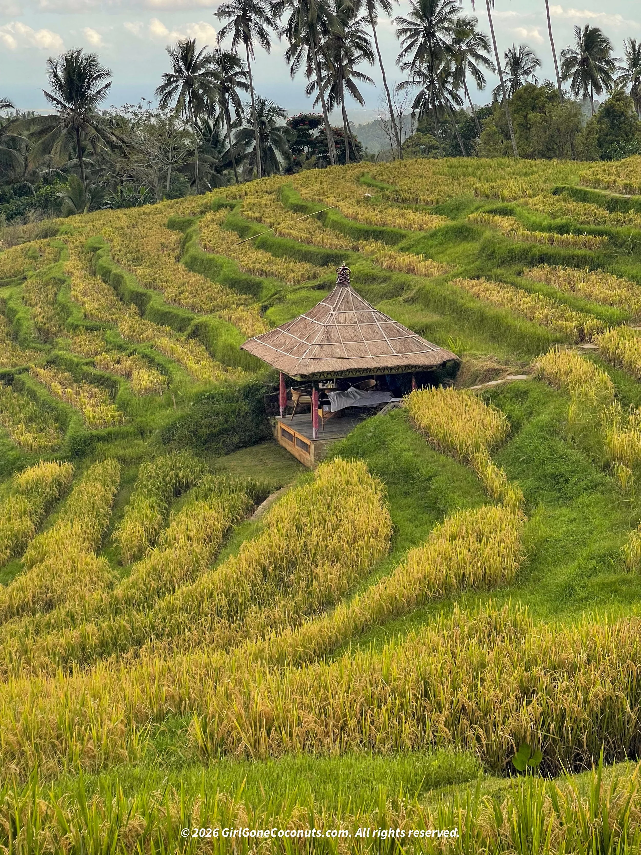 A view over Puri Dajuma's rice terraces, with traveler getting a massage in them.