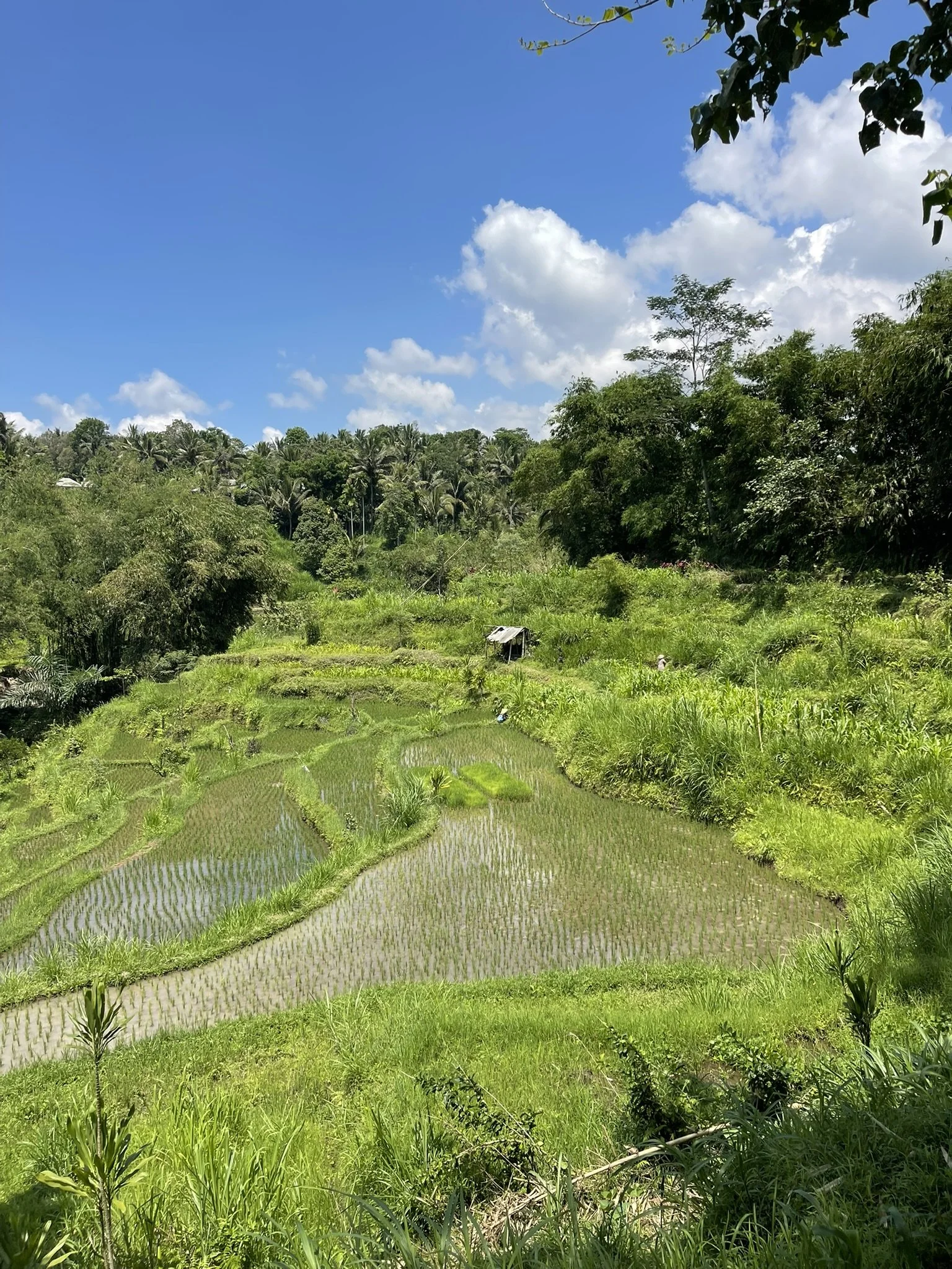 A dreamy view of Tetebatu's lush green rice terraces in Lombok.