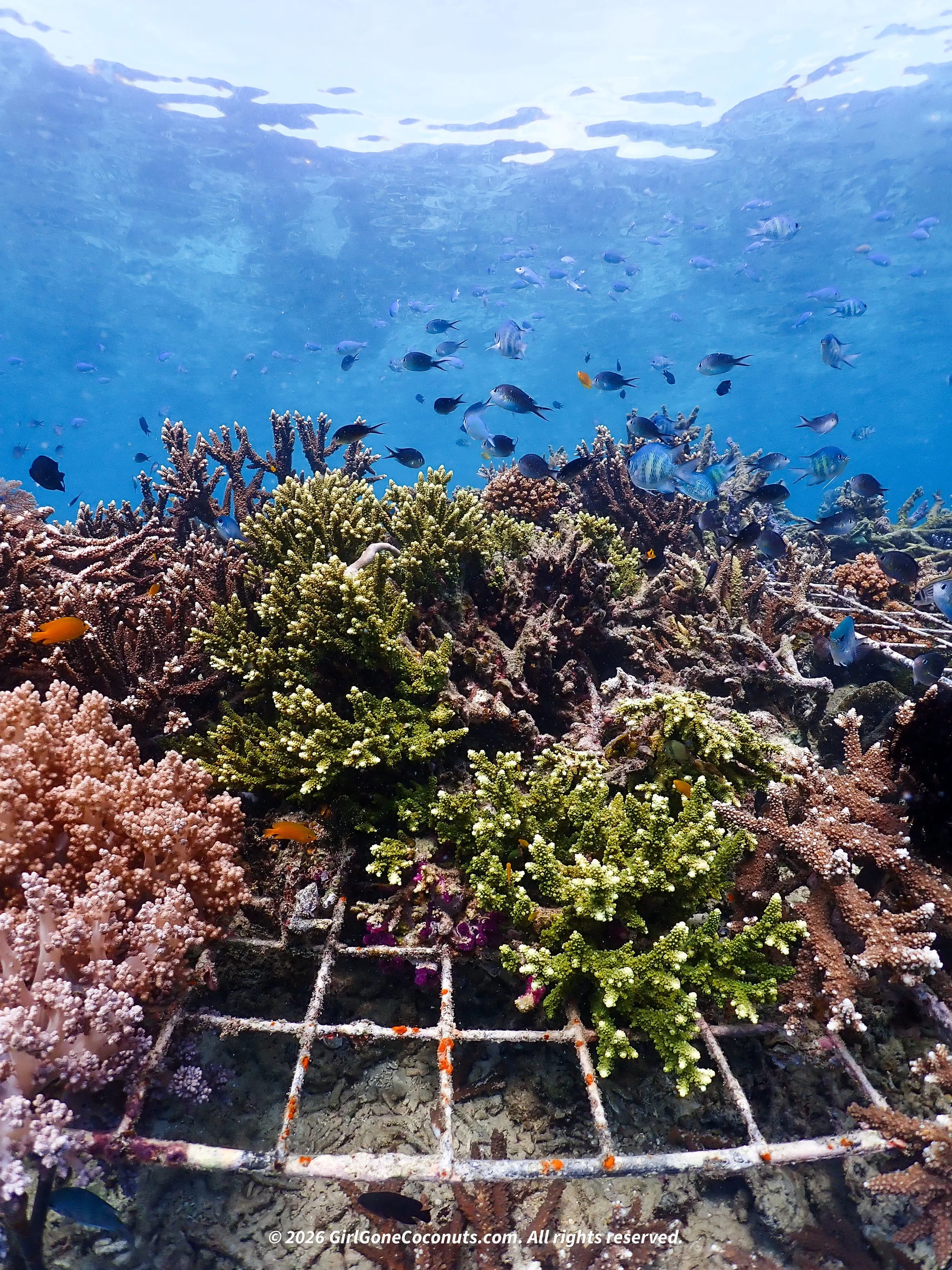 A view of some of the reef restoration work.