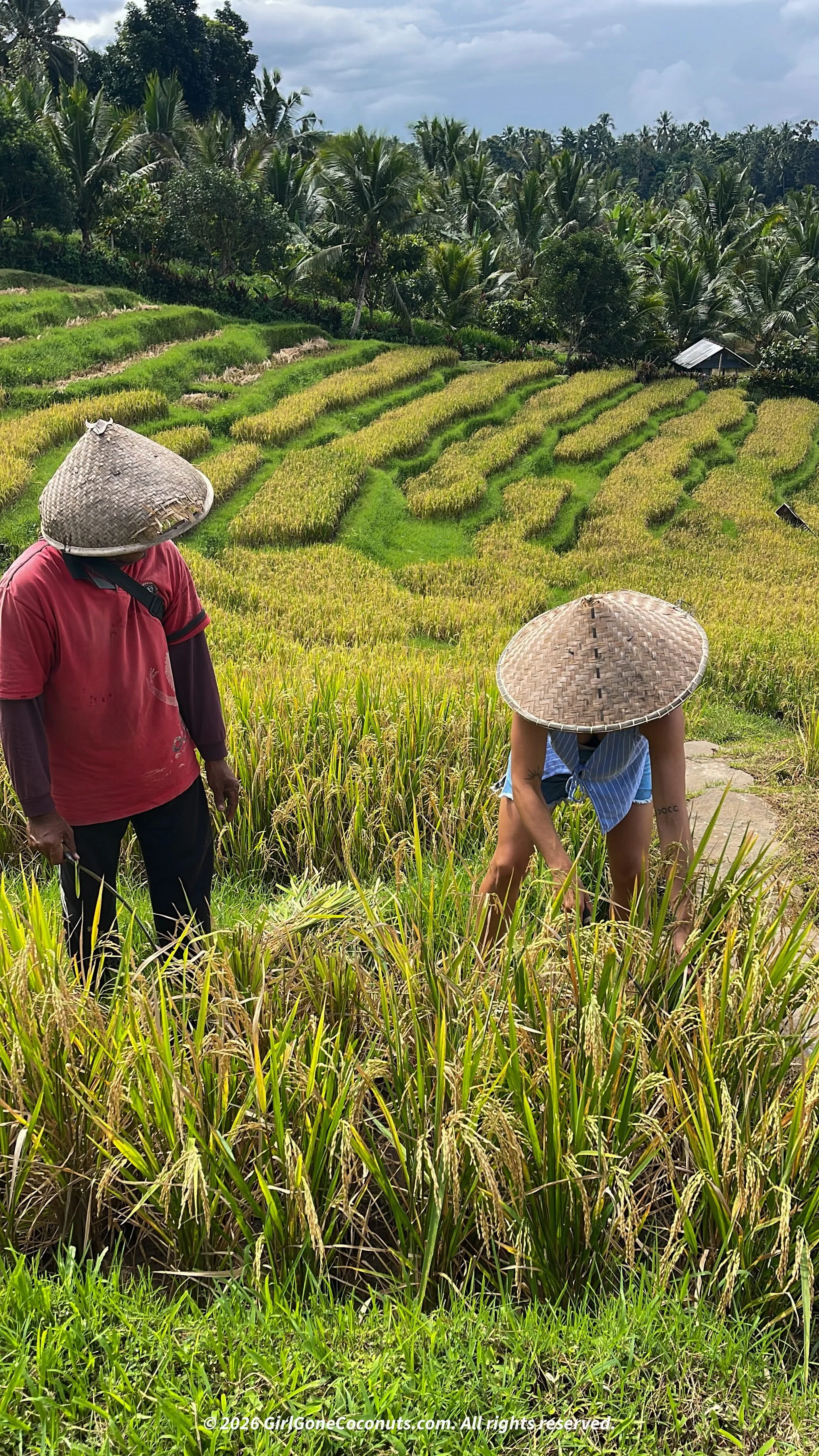 Local rice farmers teaching traveler how to harvest rice.