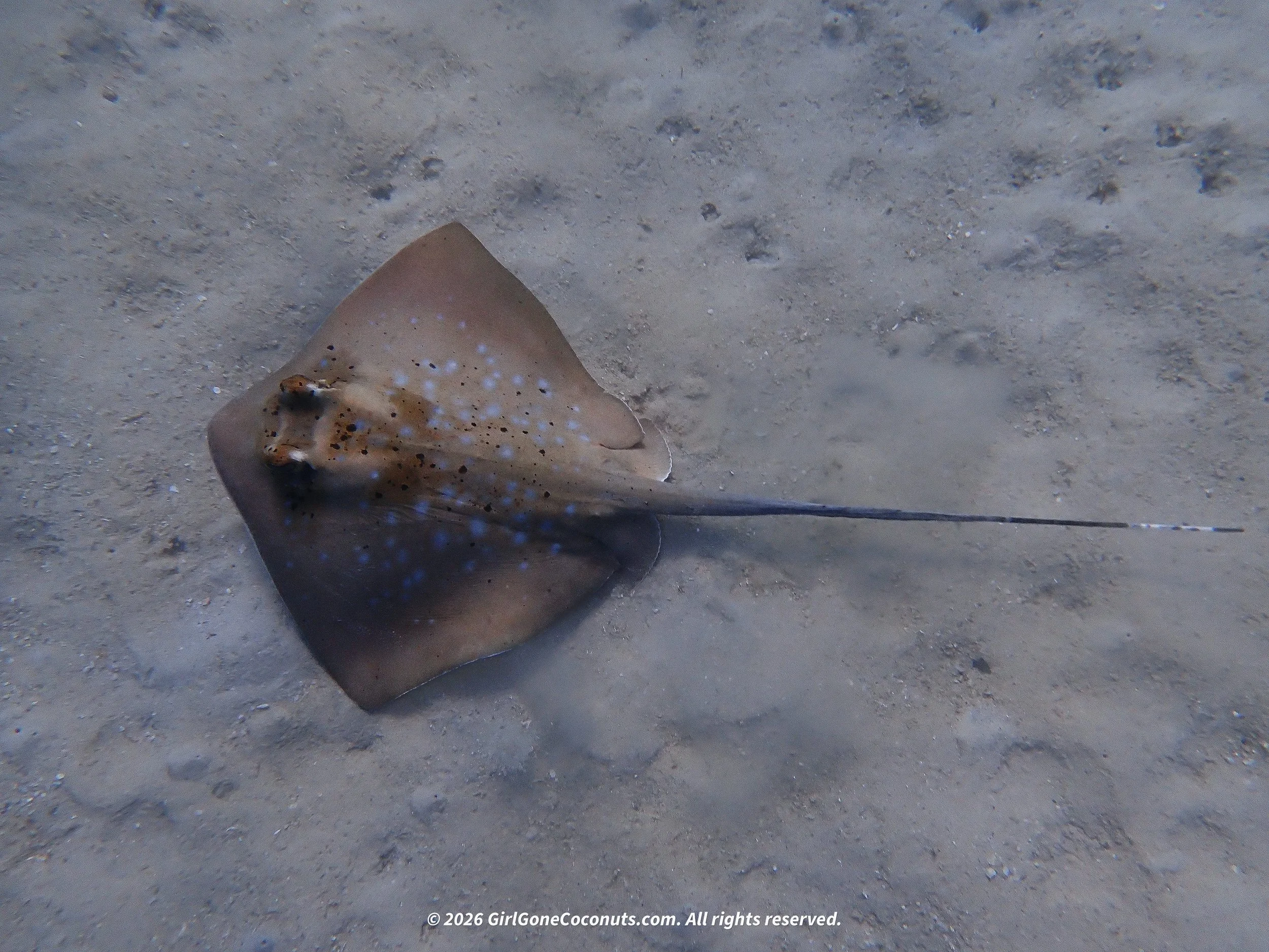 A blue spotted ray I saw along the rocks while snorkeling at Putney Beach.