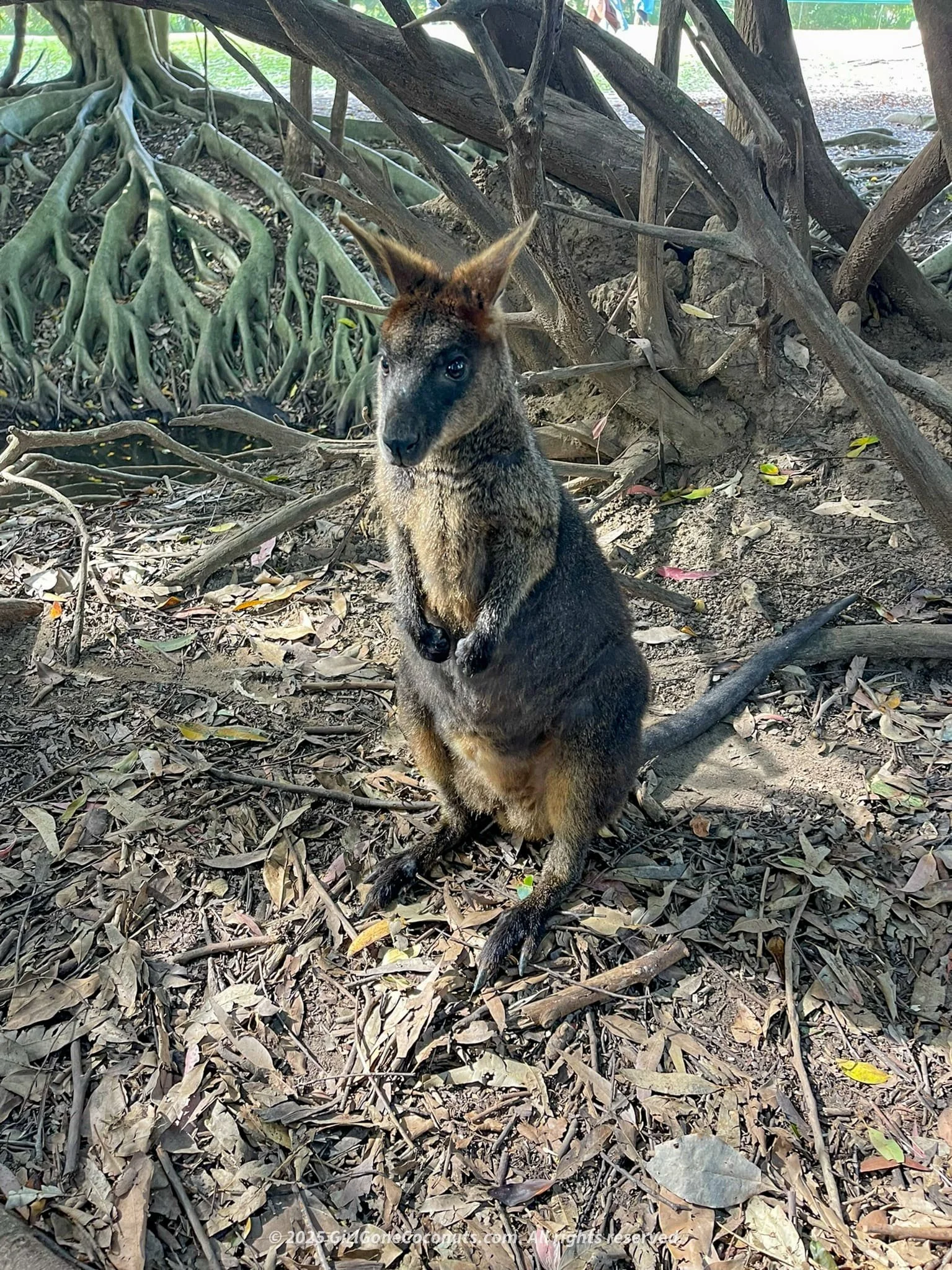 Get up close with kangaroos at the world-famous Australia Zoo.