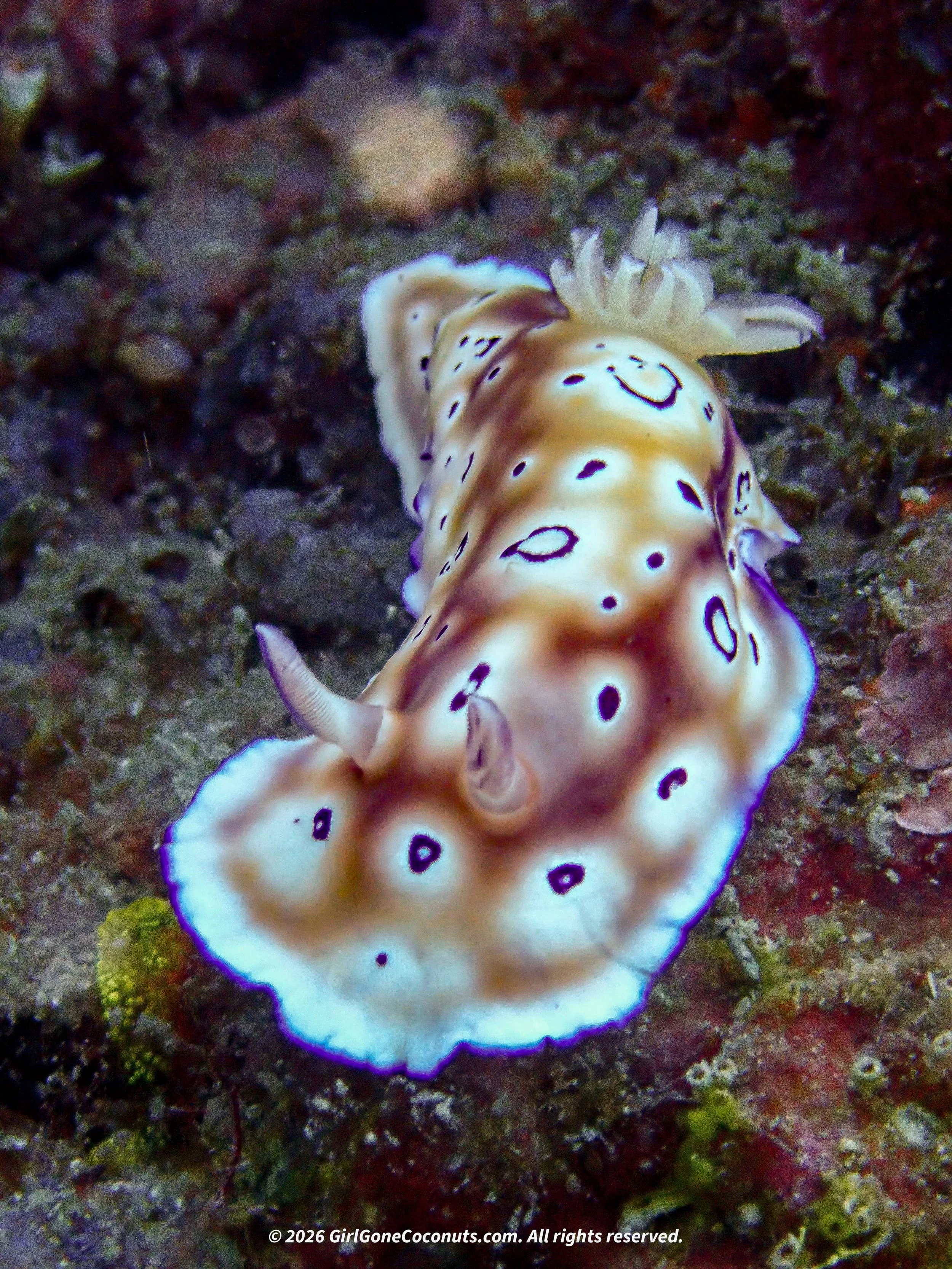 A nudibranch from dive on GKI.