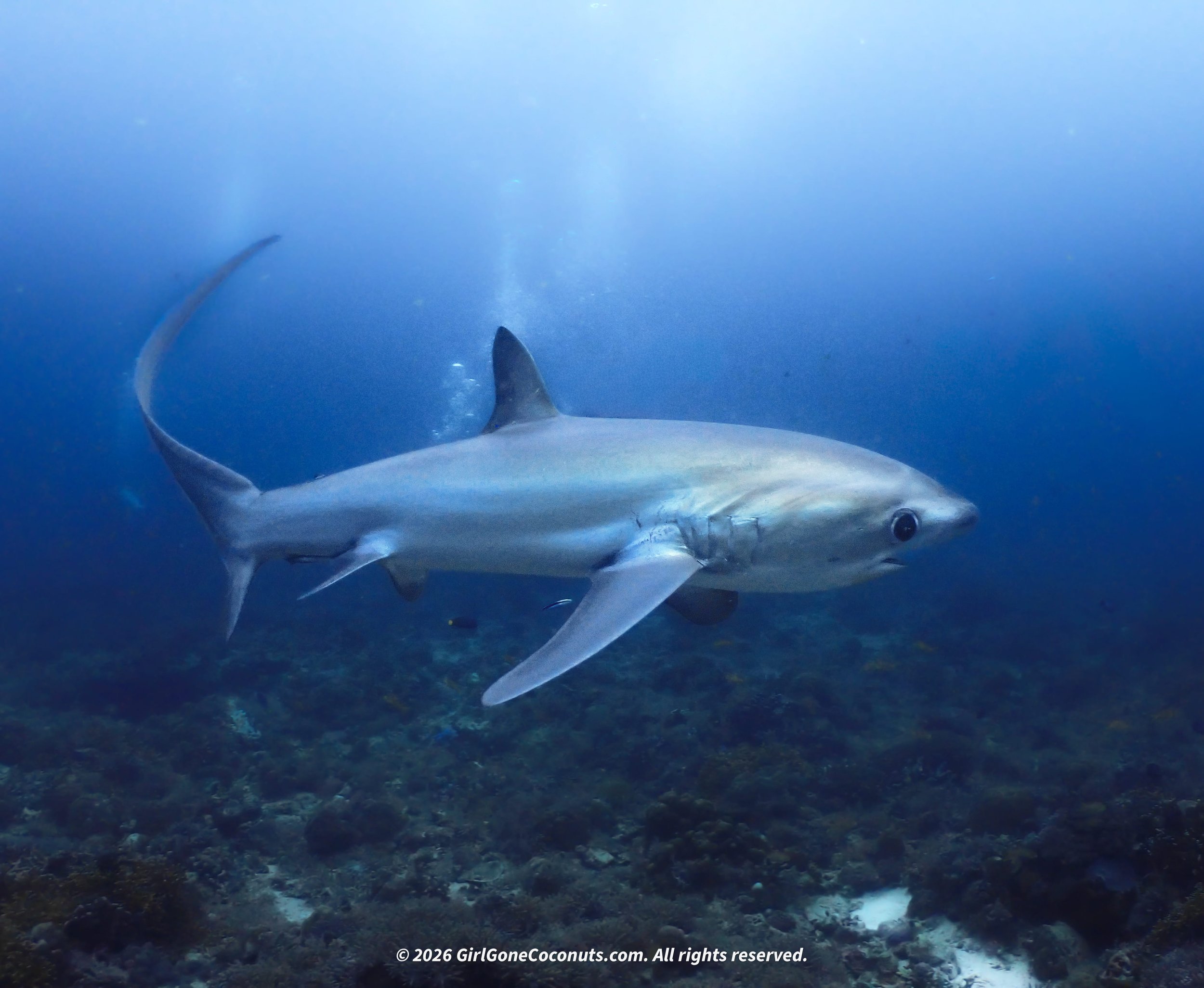 A thresher shark from the Monad Shoal dive in Malpascua.