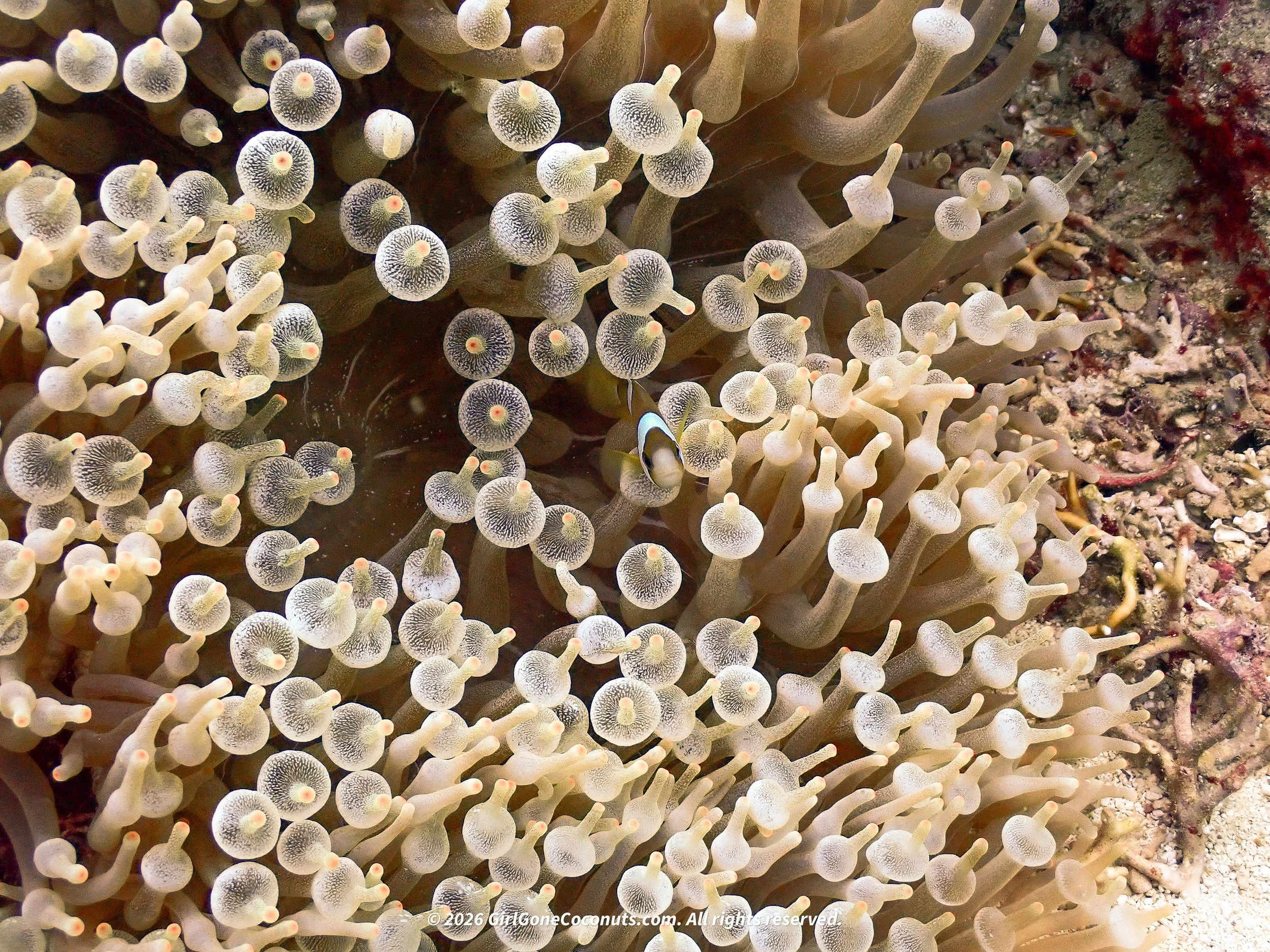 A clownfish.