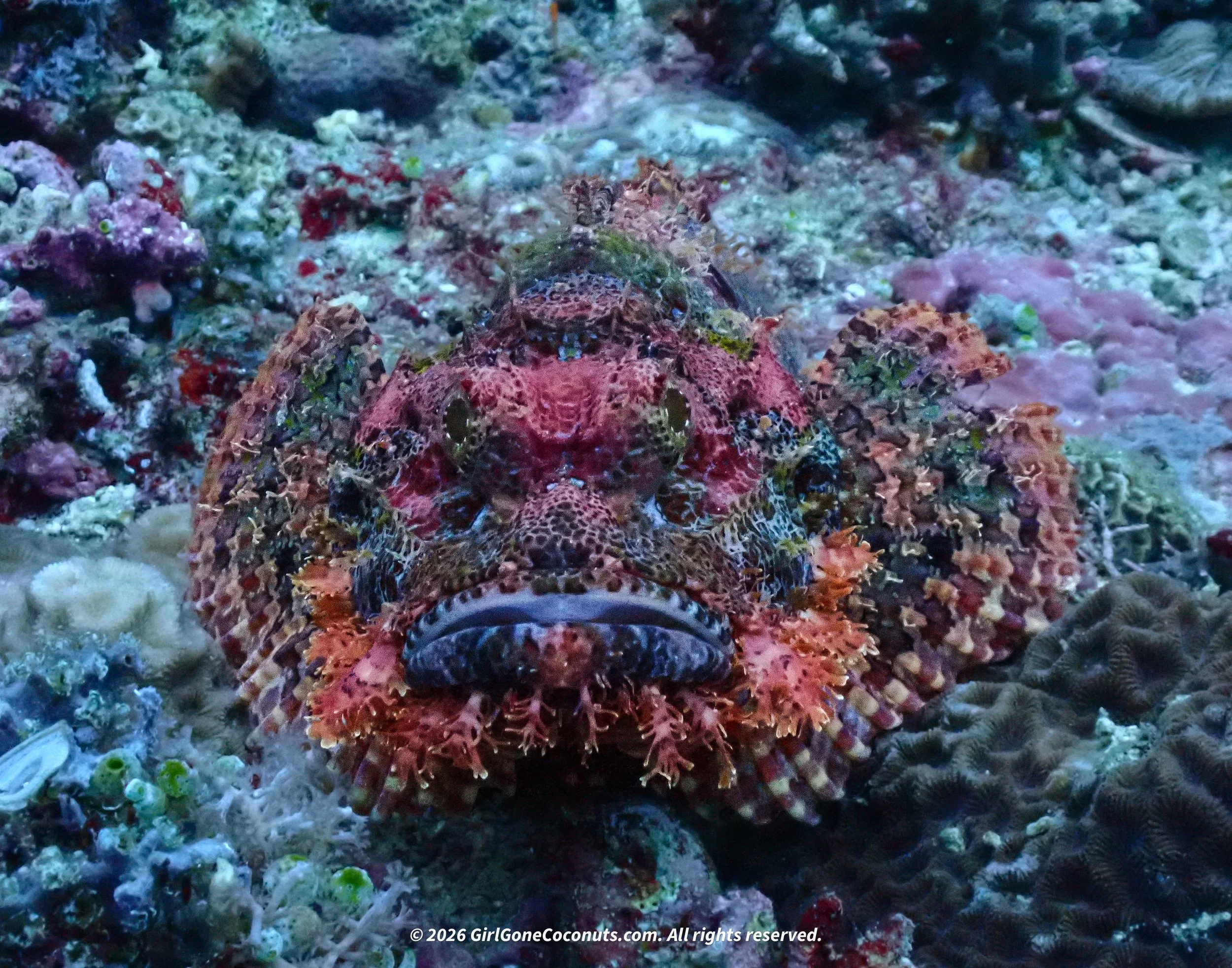 A scorpion fish.