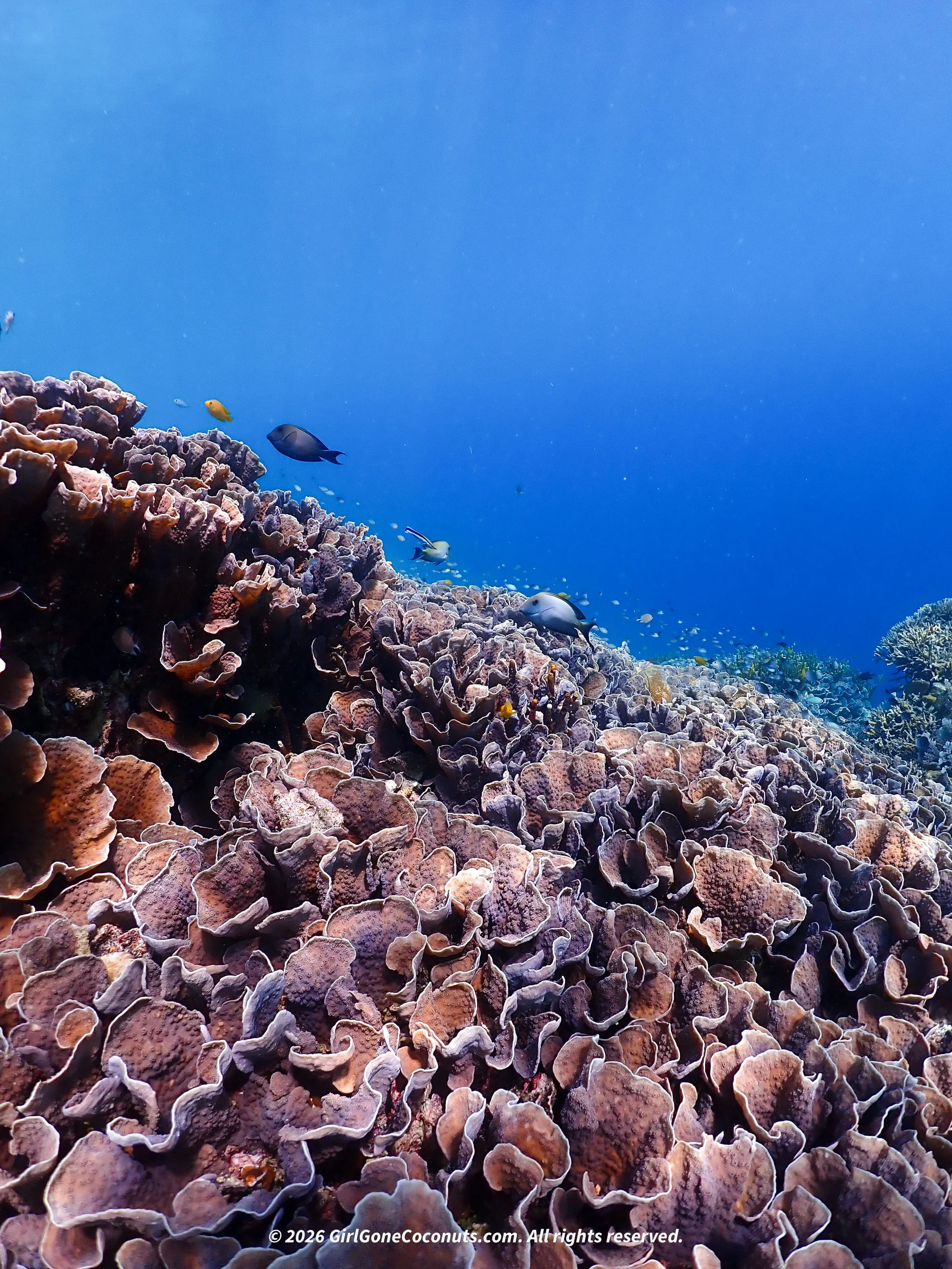 Another section of the house reef at The Seraya Resort in Komodo.