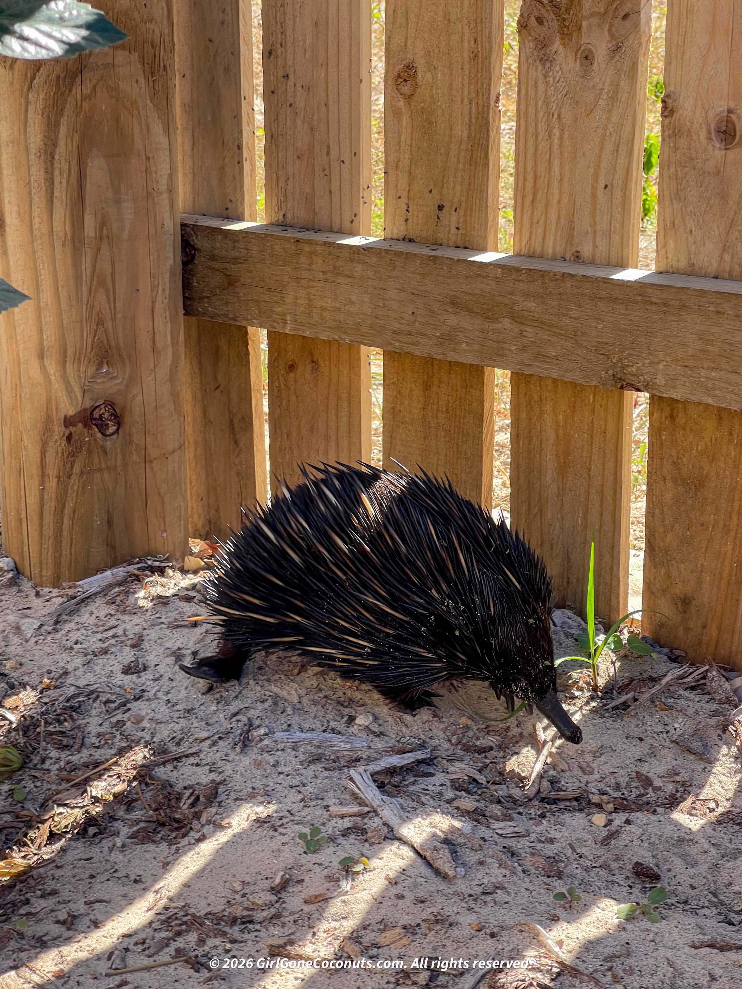 An echidna on Great Keppel Island.