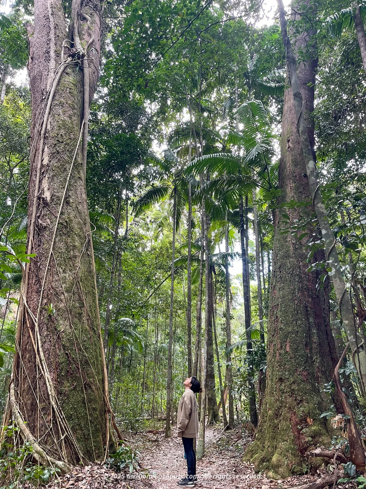 Me wandering amongst the tall jungle trees on my way to Poona Lake in Rainbow Beach.