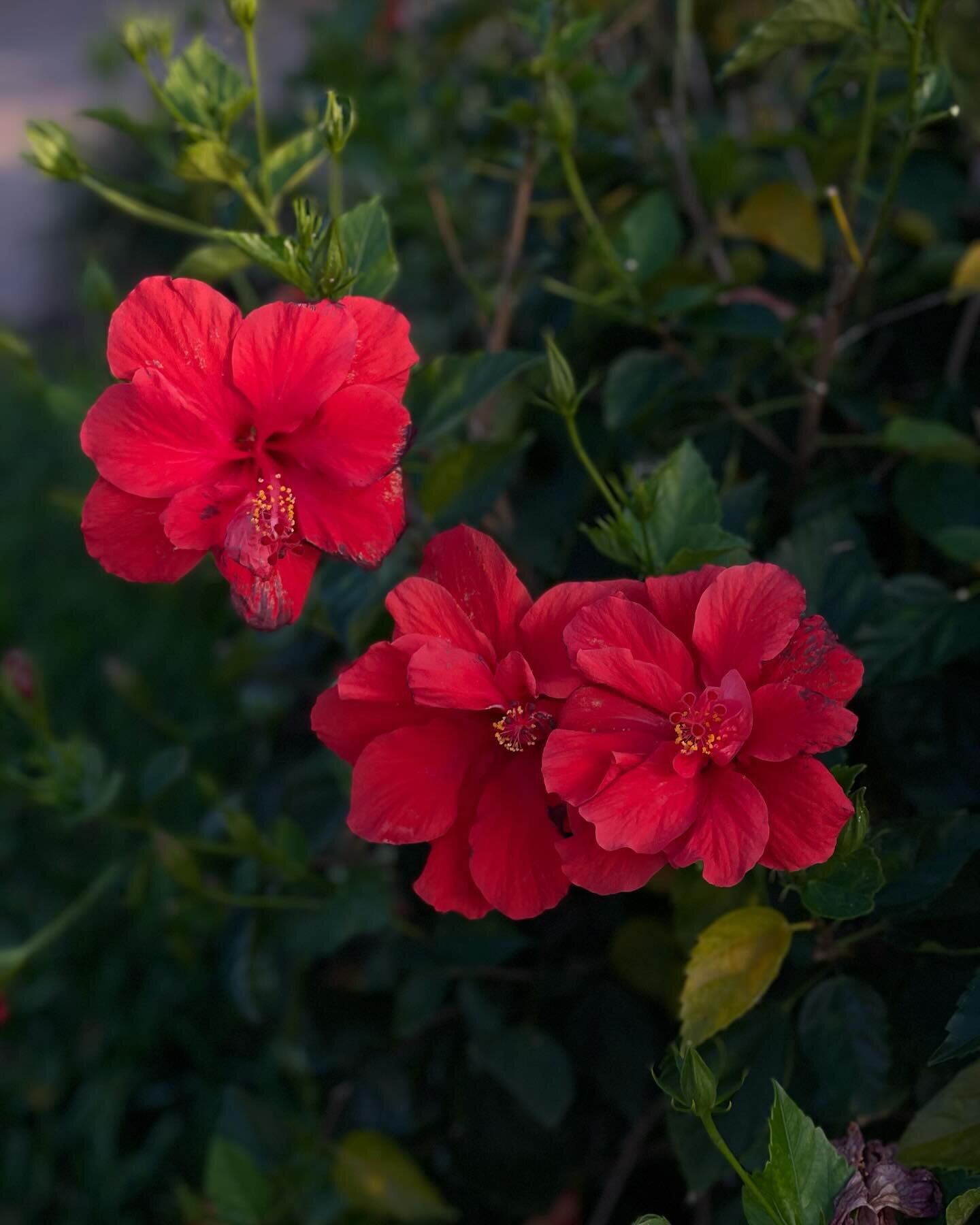 Just one more reason why I can&rsquo;t choose a favorite flower. 🌺 😍 

📷 spotted on a sunset walk during spring break