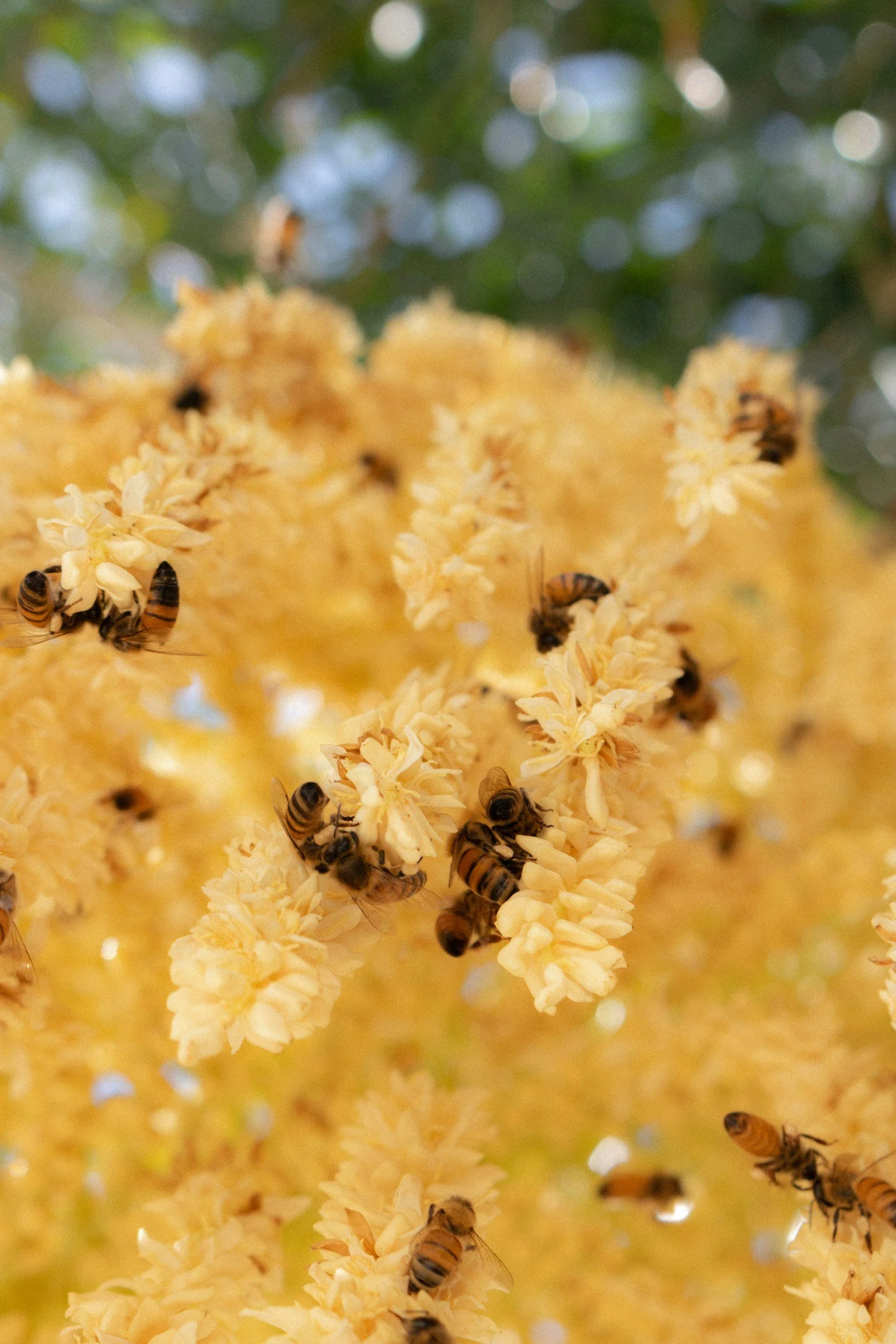 Making honey out of our life