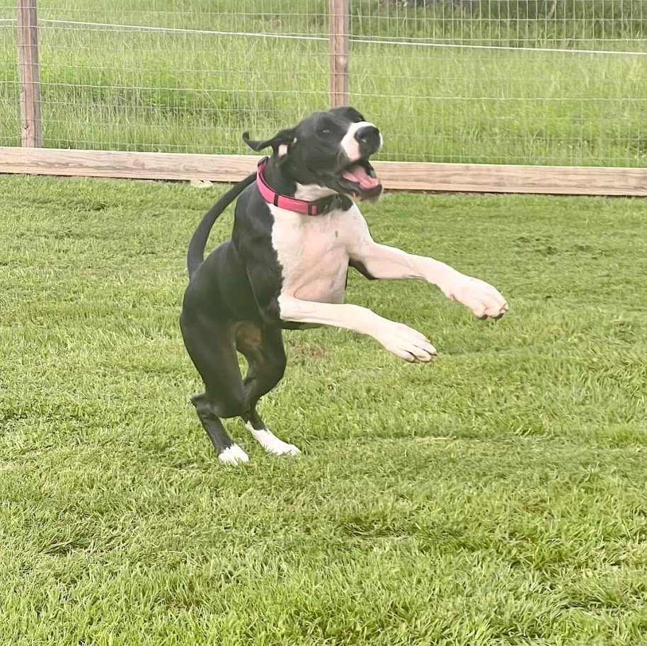 Saphira at boarding second time.jpg