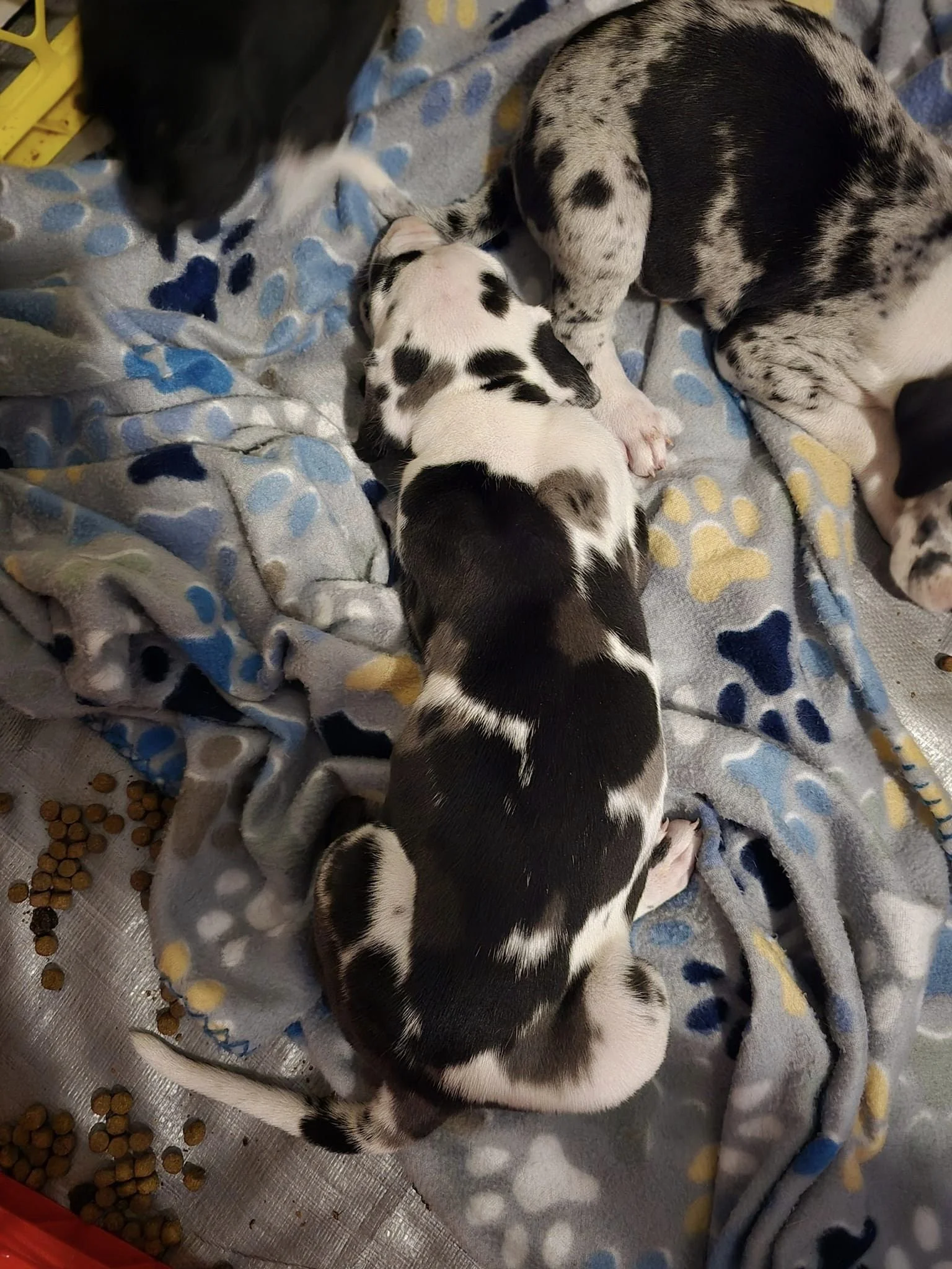 Pizza-Pepperoni 4weeks 3.jpg