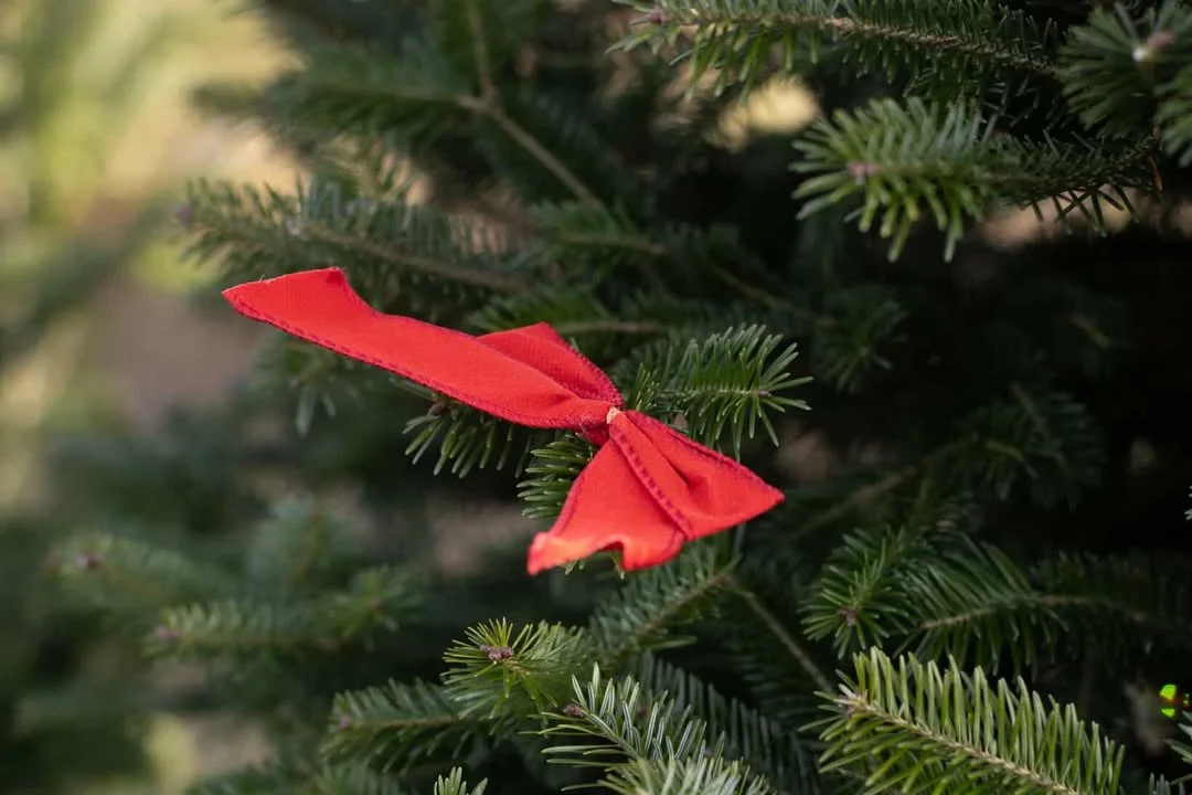A red fabric ribbon tied into a bow, hanging on a Christmas tree branch.