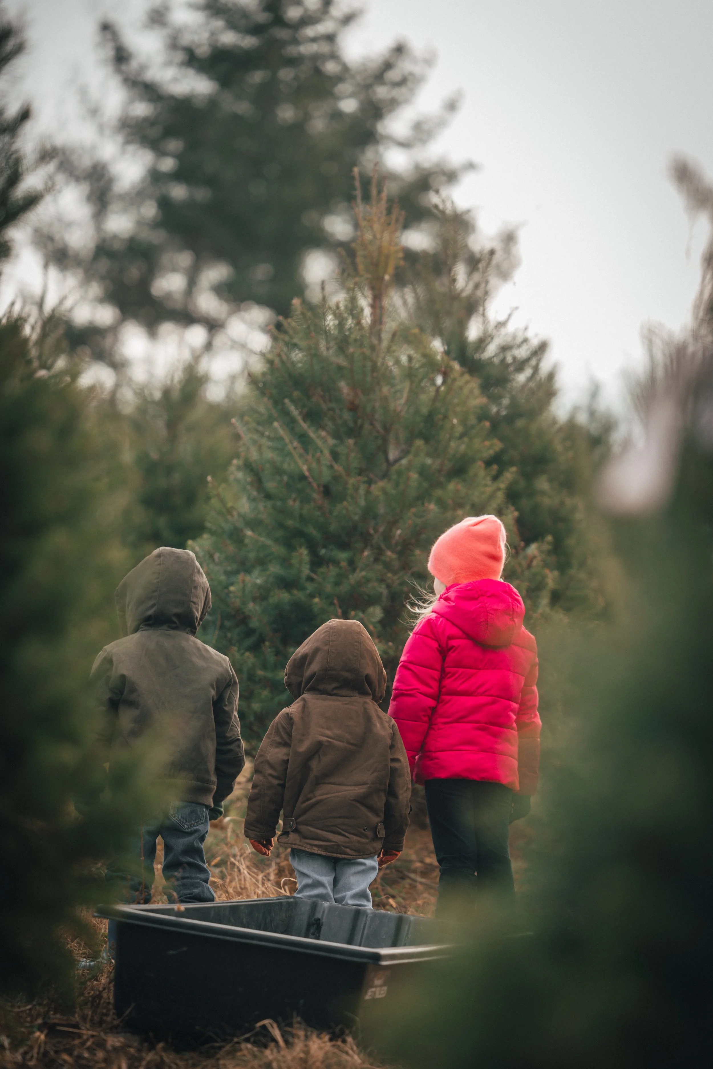 Children wearing jackets and hoodies, walking outdoors near Christmas trees