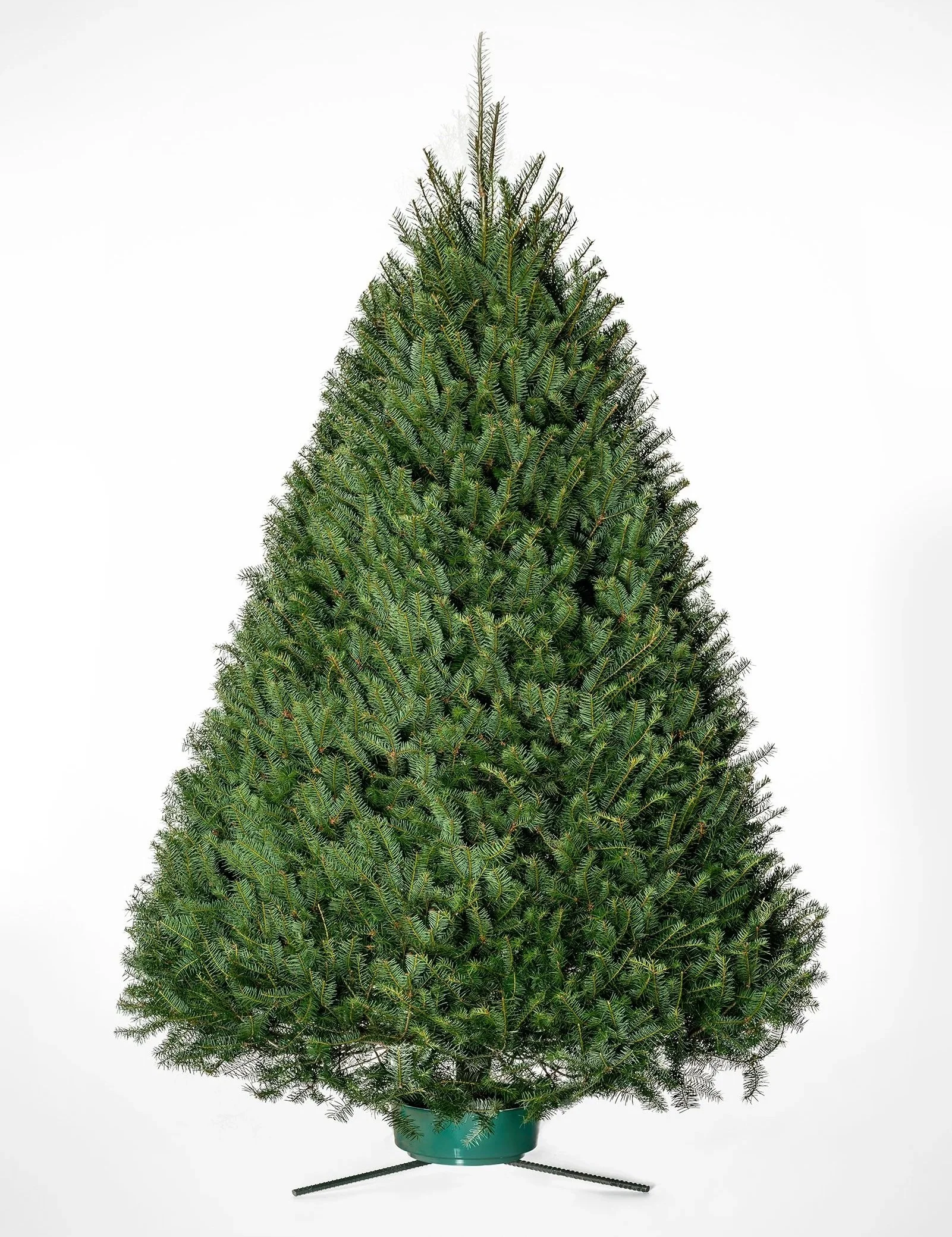 A lush, green Christmas tree in a blue pot on a black metal stand, set against a plain white background.