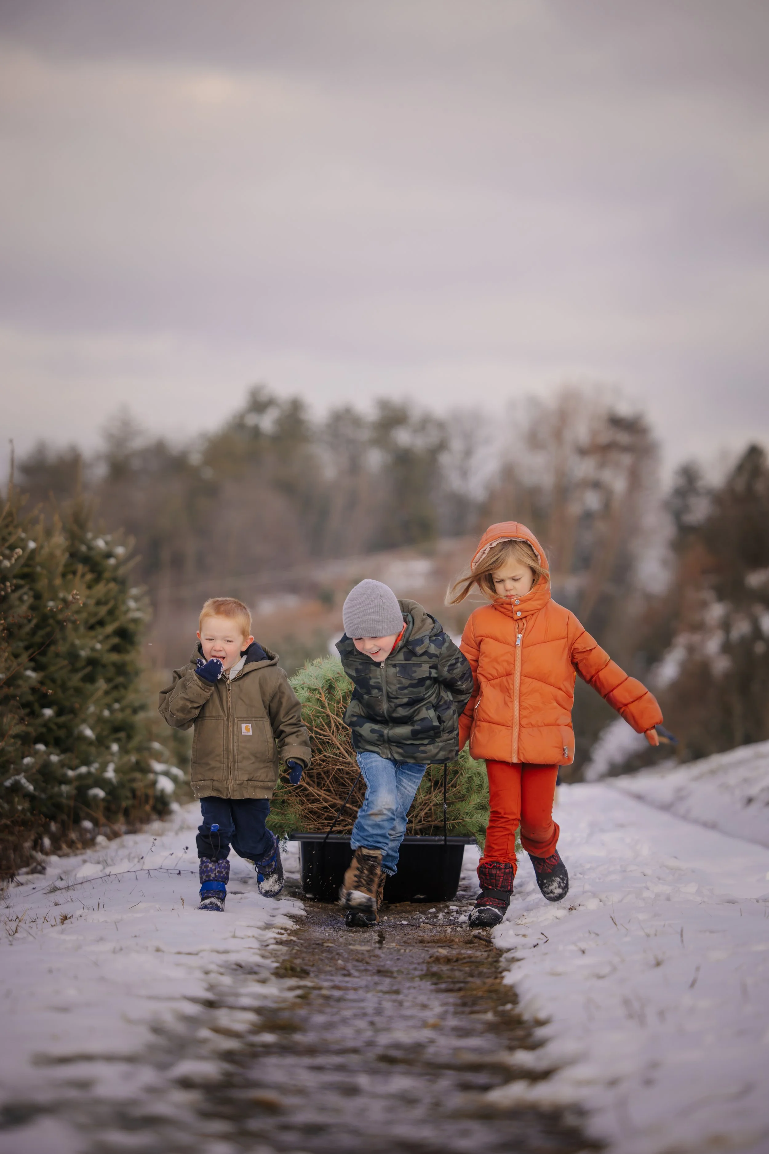 Children pulling a sled with a Christmas tree at Tuckaway Tree Farm in Central Pennsylvania