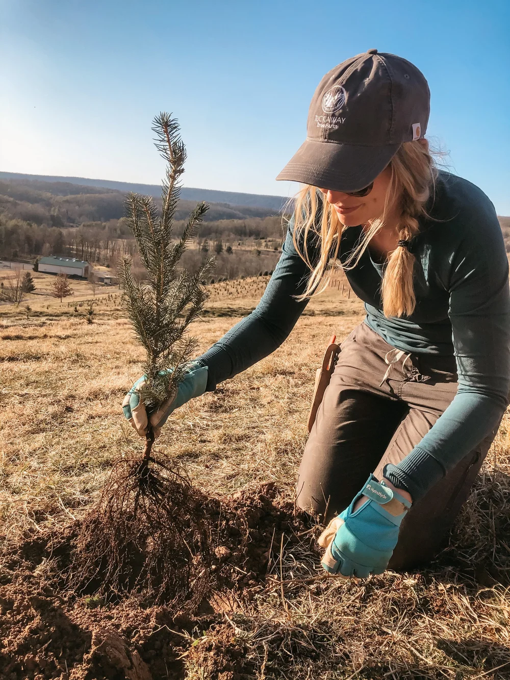 About Our Christmas Tree Farm — Tuckaway Tree Farm