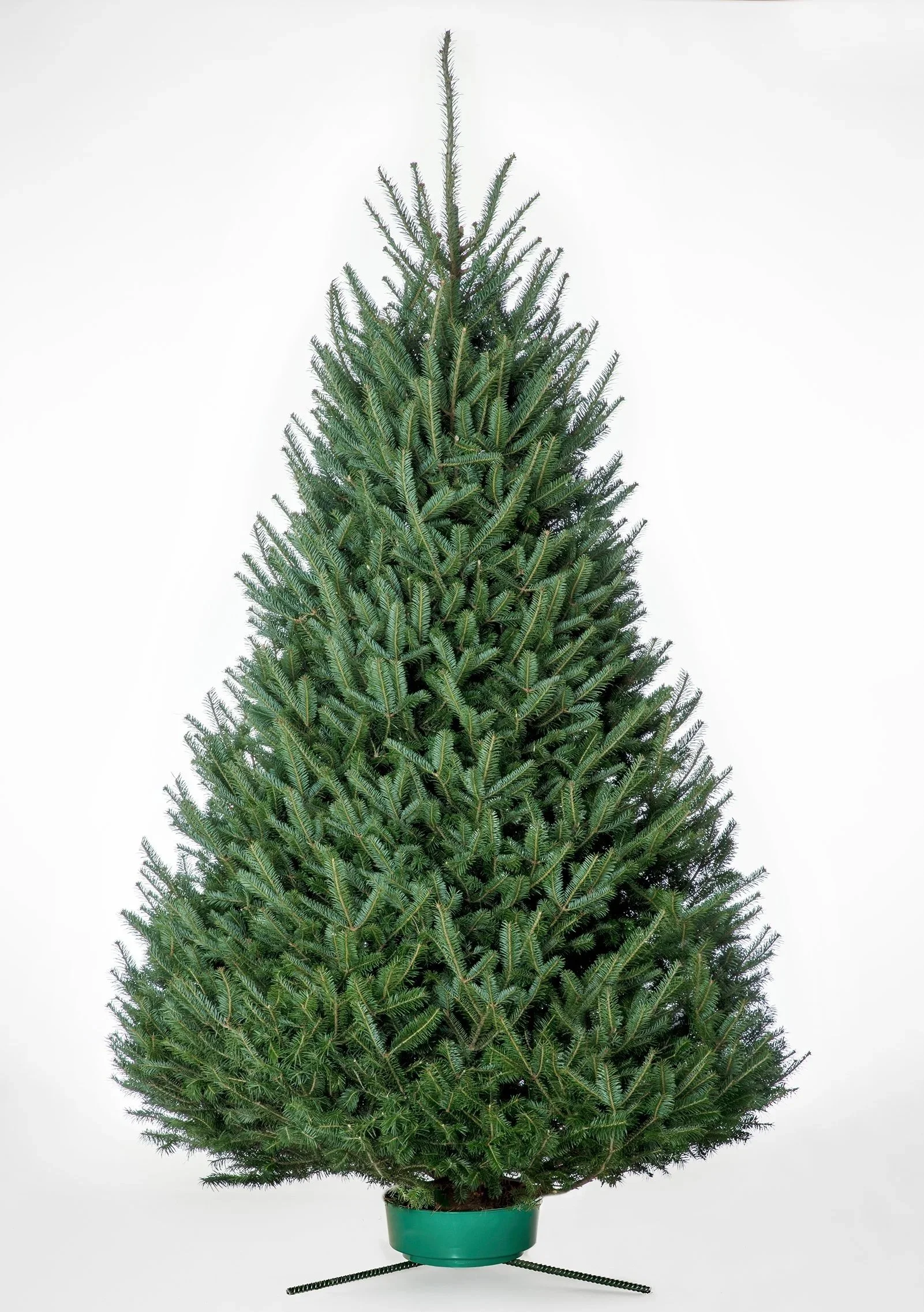 A real Christmas tree in a green pot with a stand, isolated on a white background.