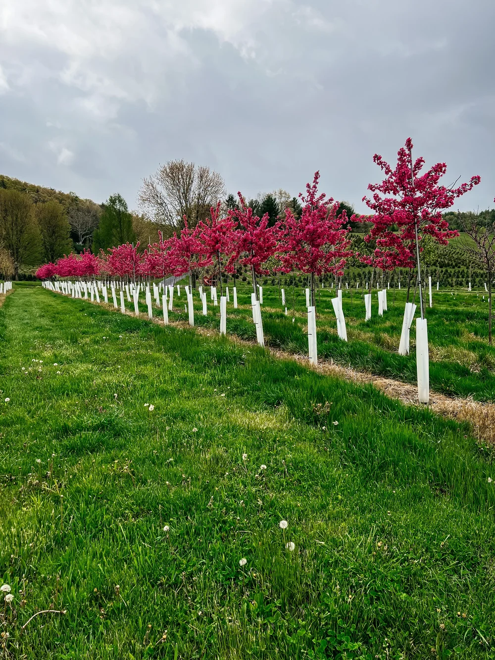 Trees — Tuckaway Tree Farm