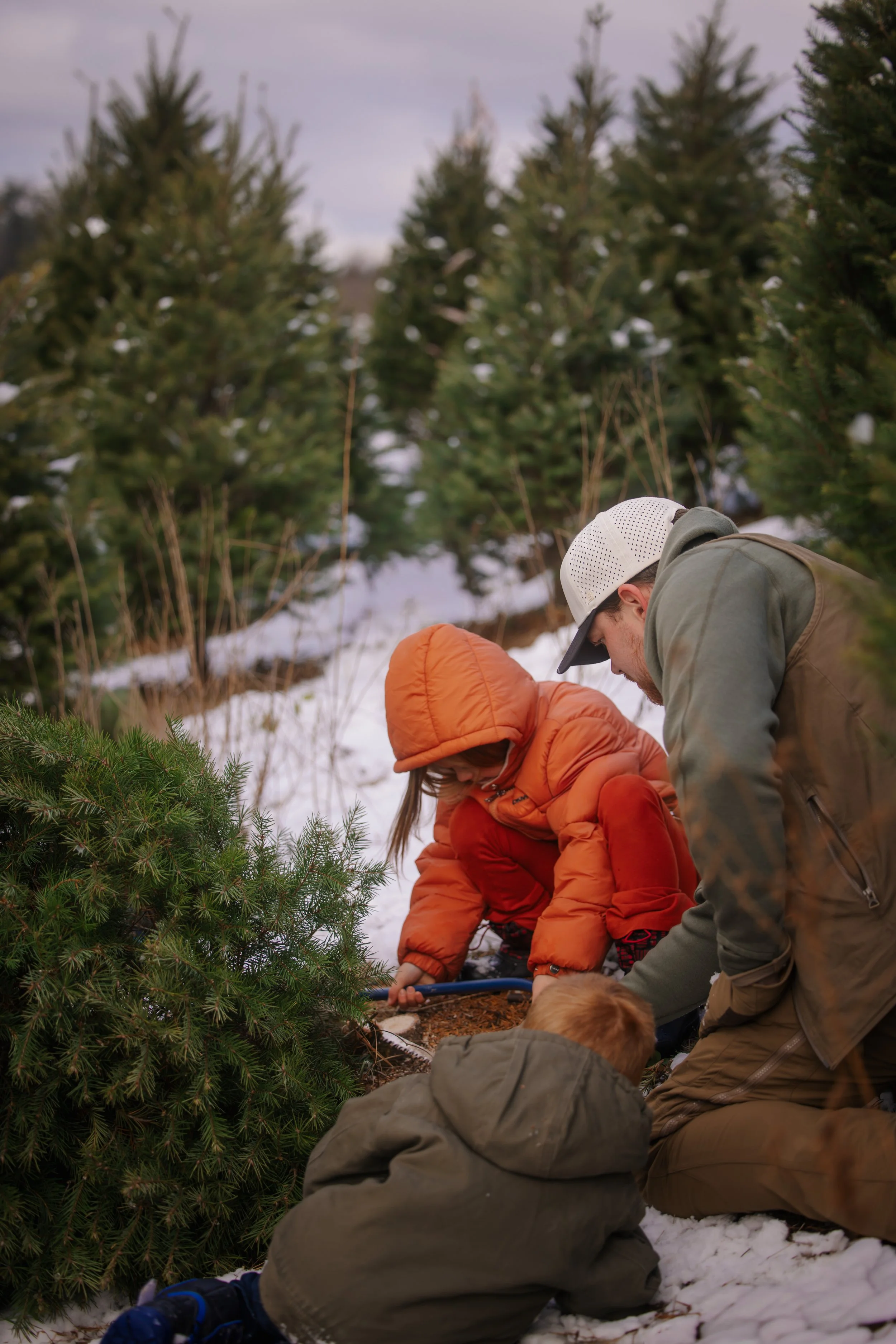 Families choosing and cutting Christmas trees at Tuckaway Tree Farm