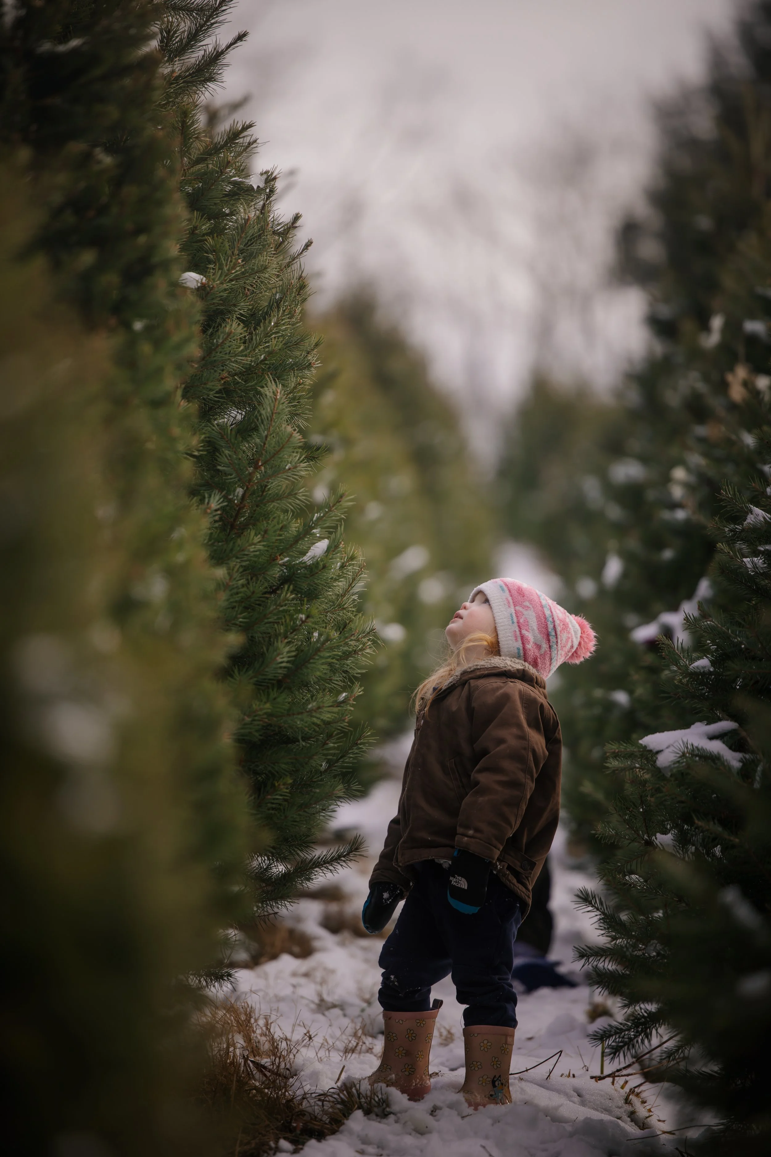 A young girl looking up at a Christmas tree at Tuckaway Tree Farm