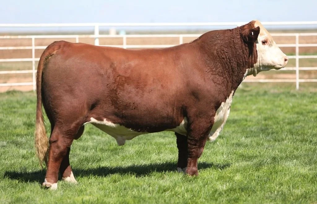 BR 0104 Rock Wall 4093