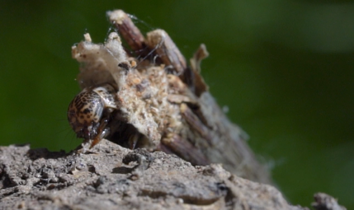 The Bagworm