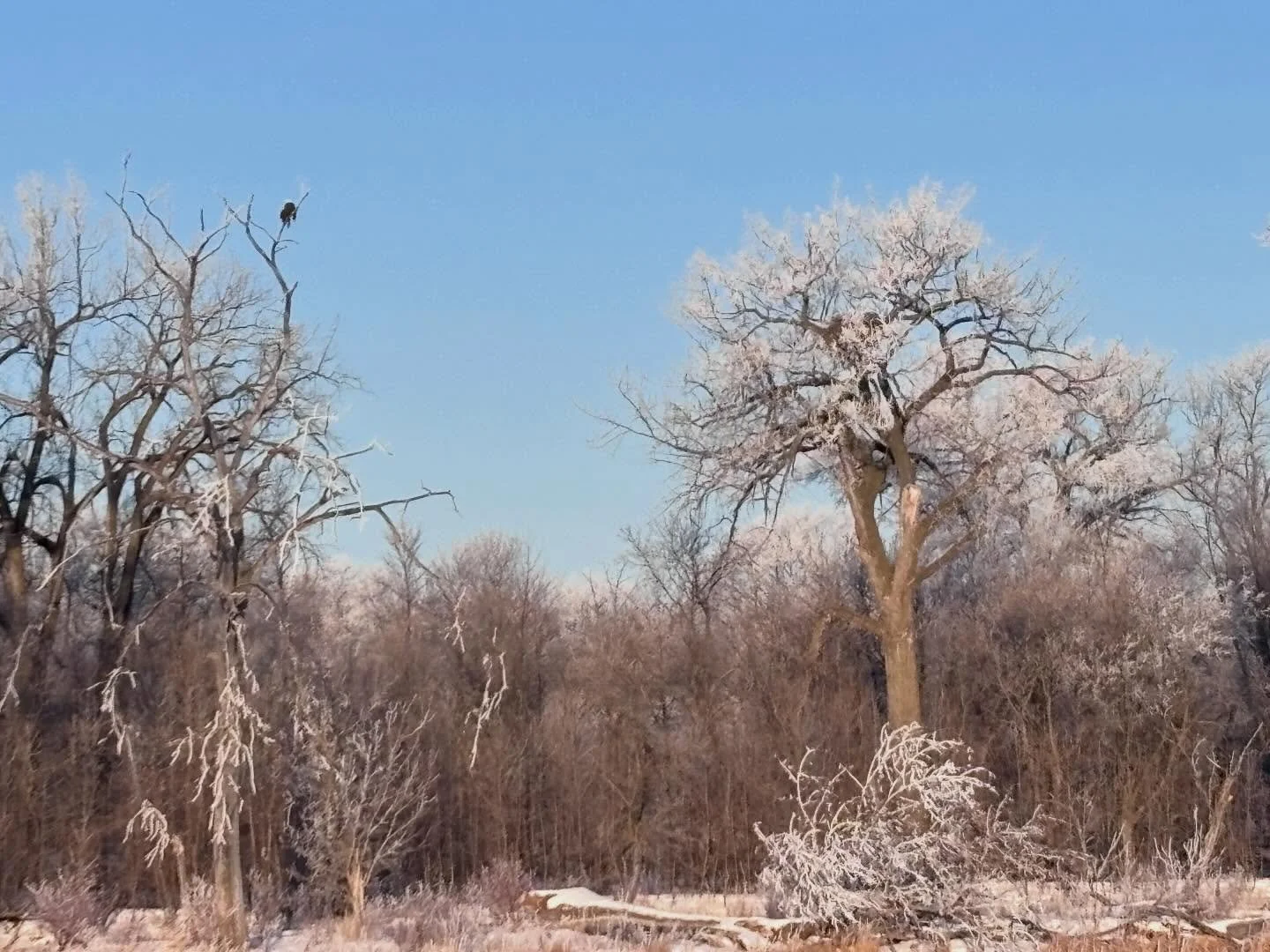 What a magical morning! 
🦅 ☀️ 🌲 👣
.
.
.
.
#grateful #joy #forrest #selfcare #walking