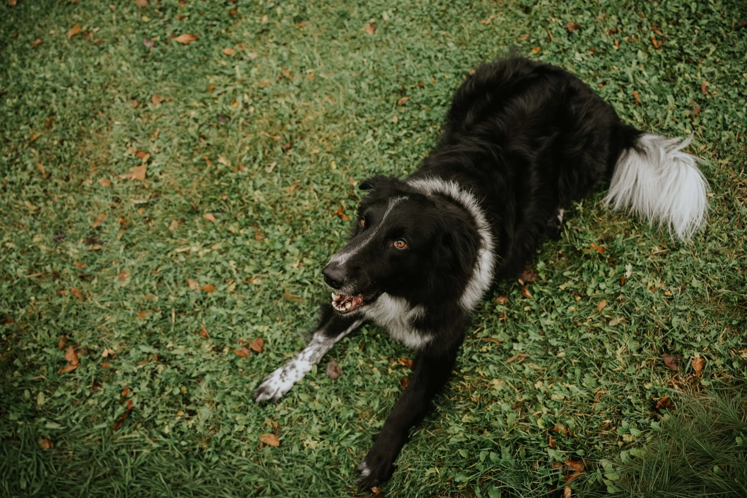 Black and white Border Collie dog lying on green grass, looking up with mouth slightly open.