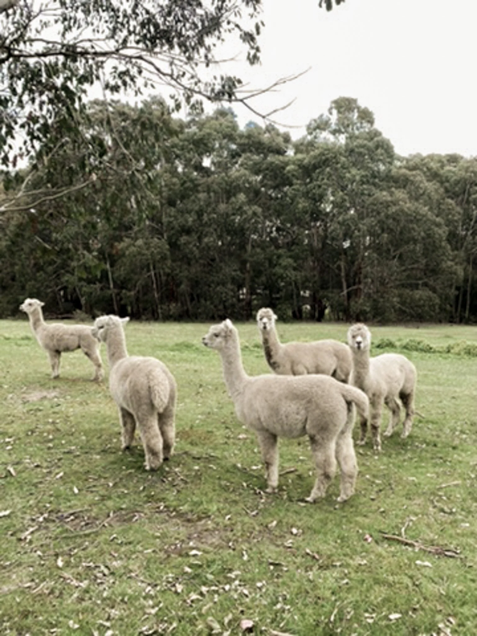 alpacas-3.jpg