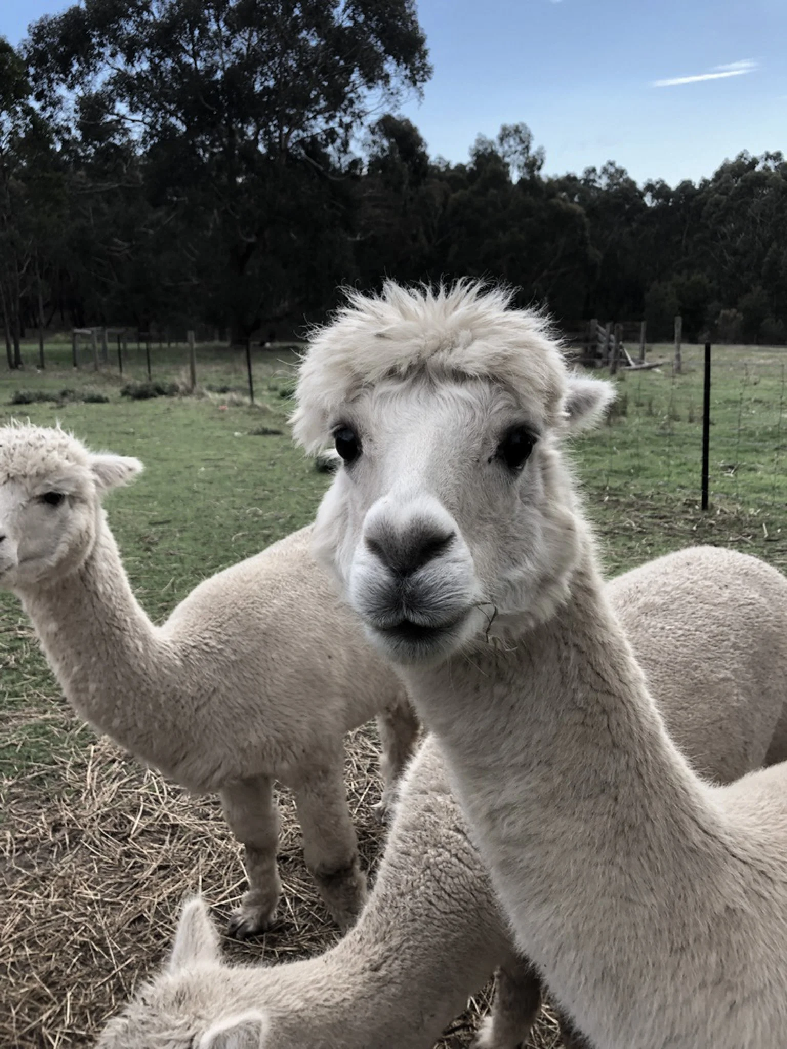 alpacas-4.jpg