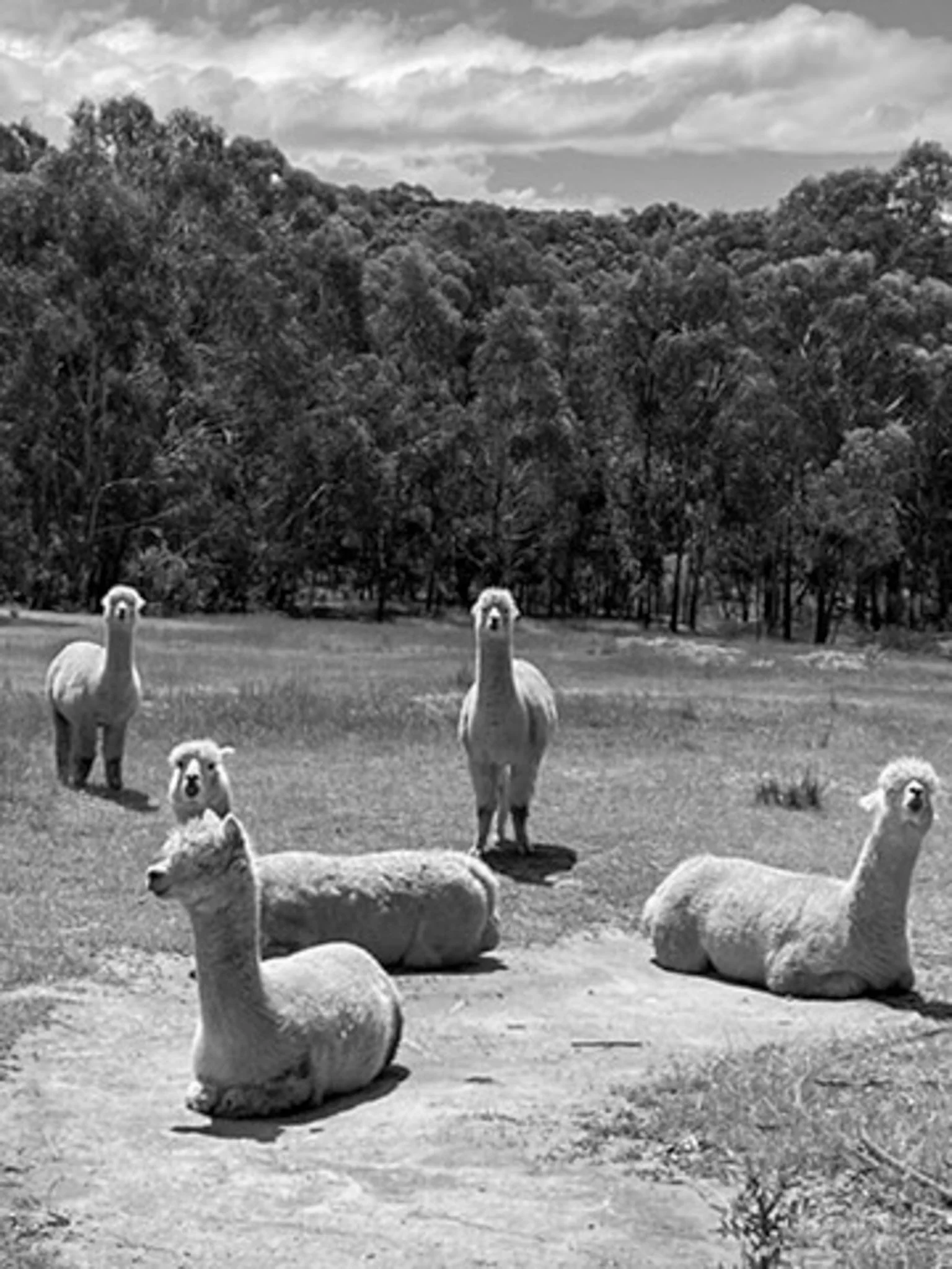 alpacas-2-2.jpg