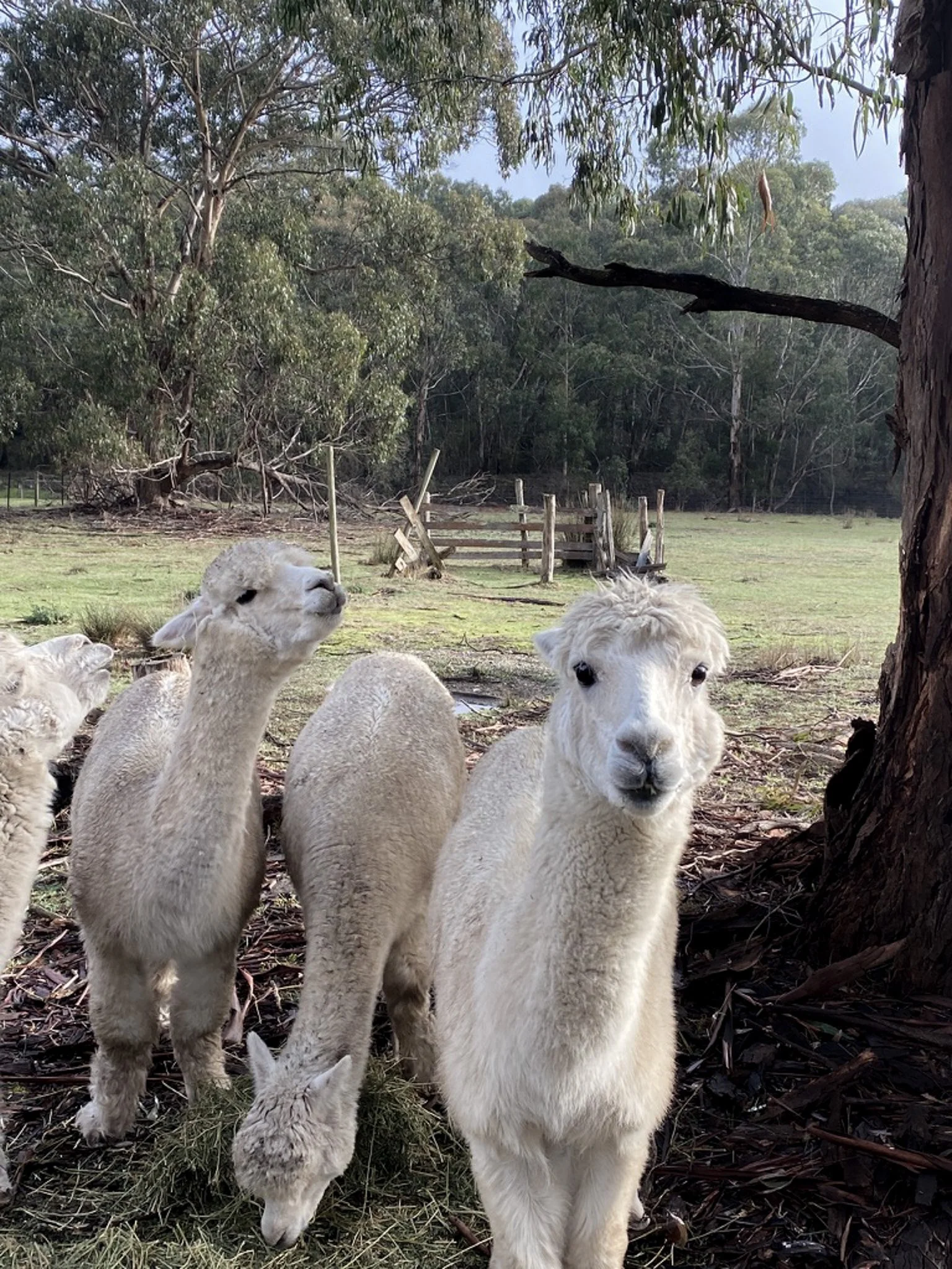 alpacas-2.jpg