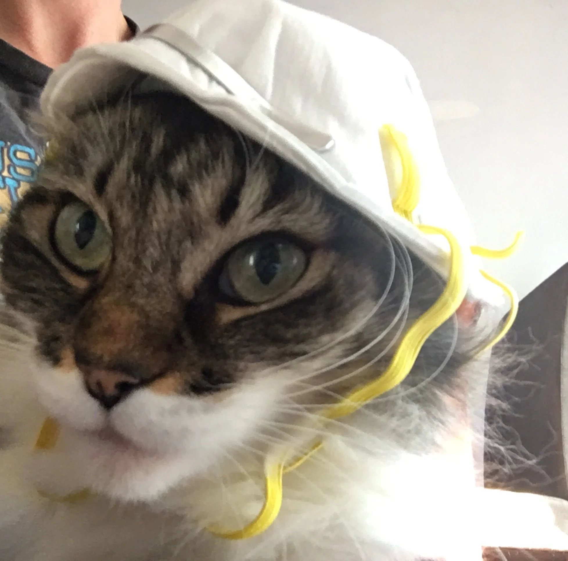 Cat wearing an N95 mask as a hat