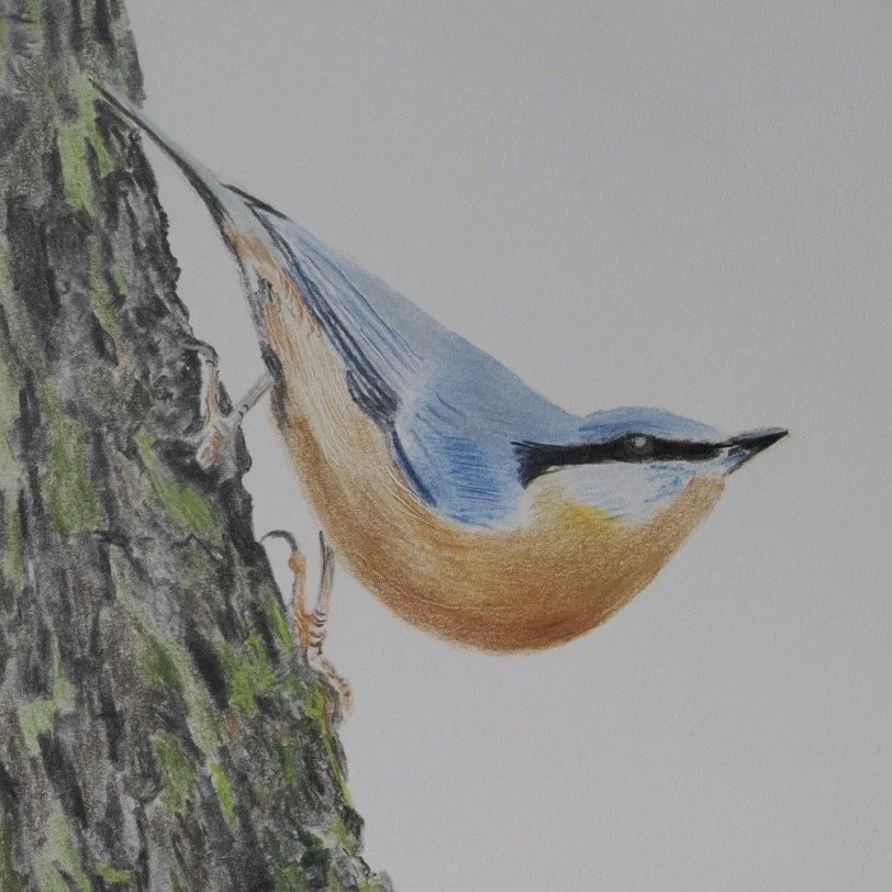 Nuthatch on tree trunk. 
Polychromos coloured pencils on Fabriano Academia paper