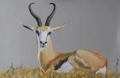 Springbok Ram
A 45 x 29 cm pastel drawing on Pastelmat of a mature territorial Springbok ram resting in his territory on the Karoo Plains.