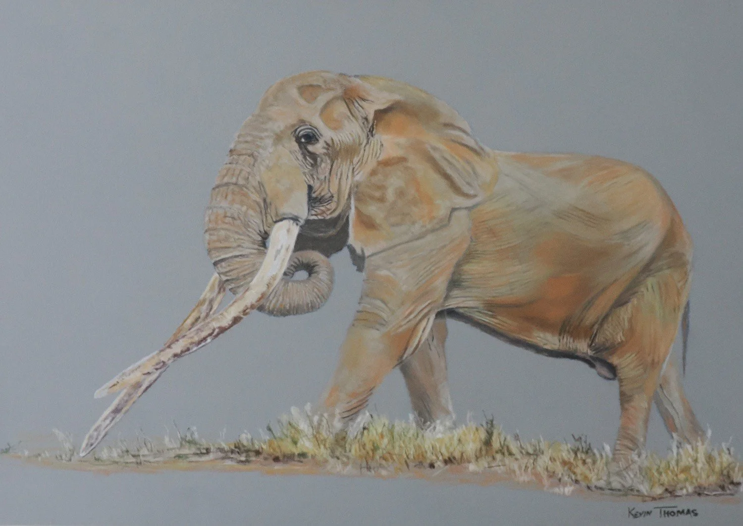 Iconic Kenyan ‘Super Tusker’ elephant ‘Craig.’ 
He was a Kenyan National Treasure and died on 03 January 2026 of natural causes aged approximately fifty-four years. 
Pastel pencils on Clairefontaine Pastelmat.