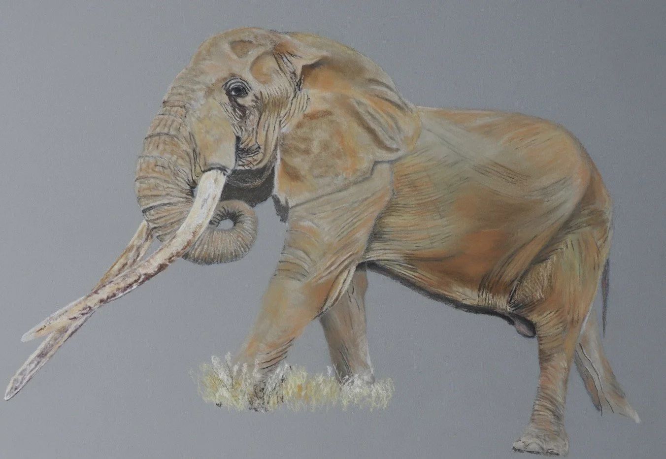 Iconic Kenyan ‘Super Tusker’ elephant ‘Craig.’ 
He was a Kenyan National Treasure and died on 03 January 2026 of natural causes aged approximately fifty-four years. 
This is a Work in Progress. Pastel pencils on Clairefontaine Pastelmat.