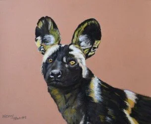 African Wild Dog Portrait. 
Pastel pencils on Pastelmat
