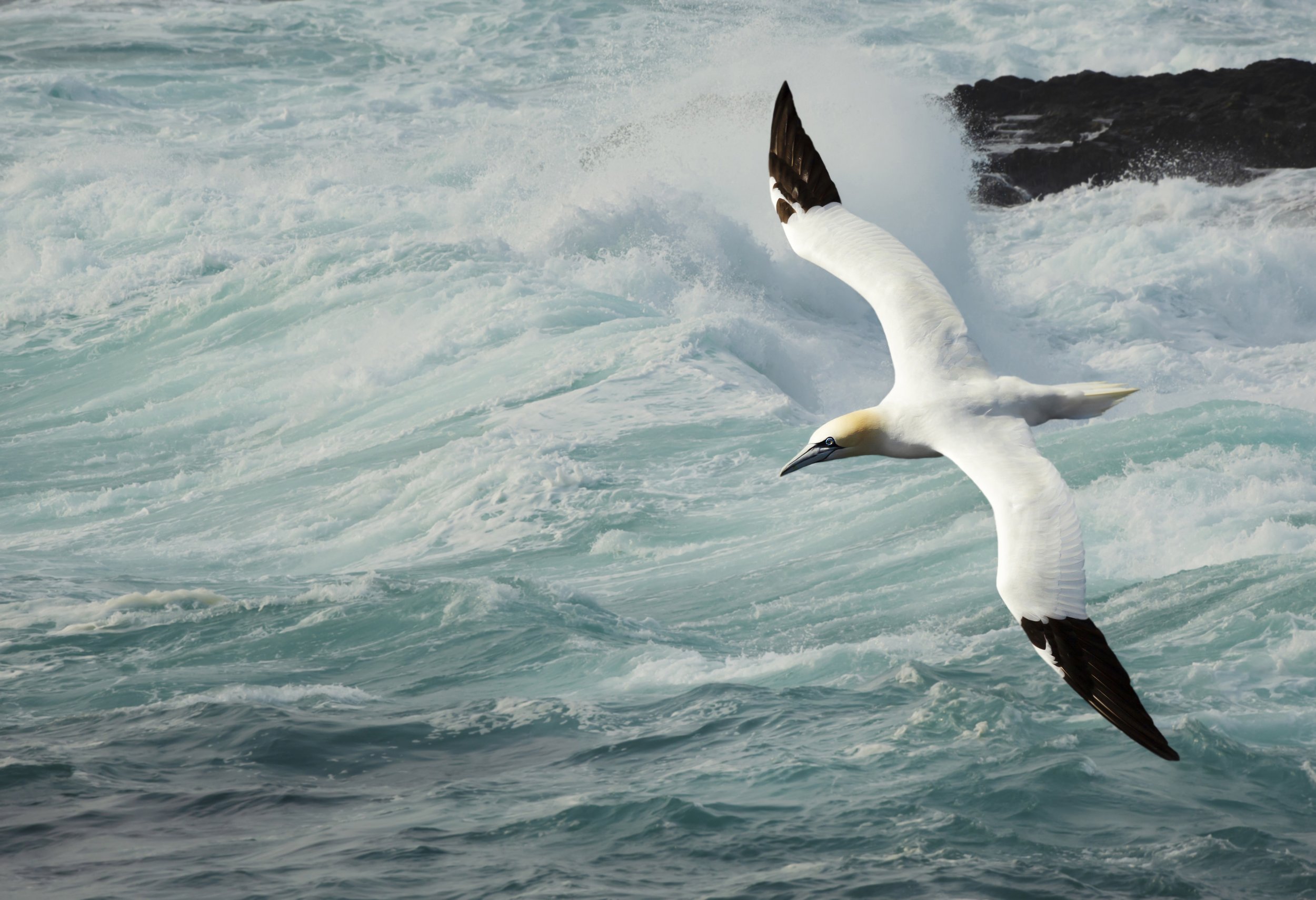 Xodus offshore bird portal reaping benefits for industry
