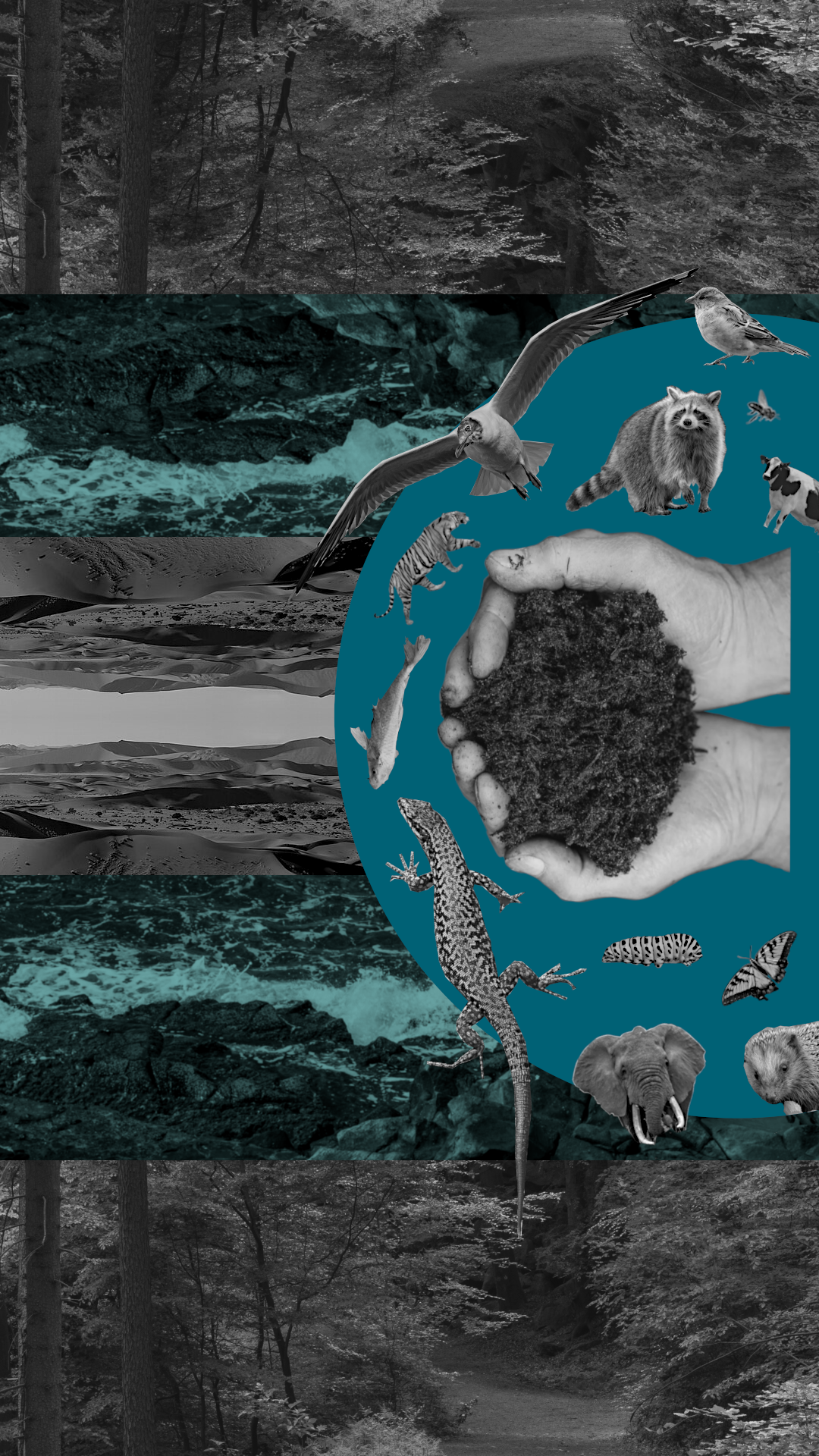 Collage of forests, wildlife, and soil illustrating biodiversity and interconnected ecosystems.