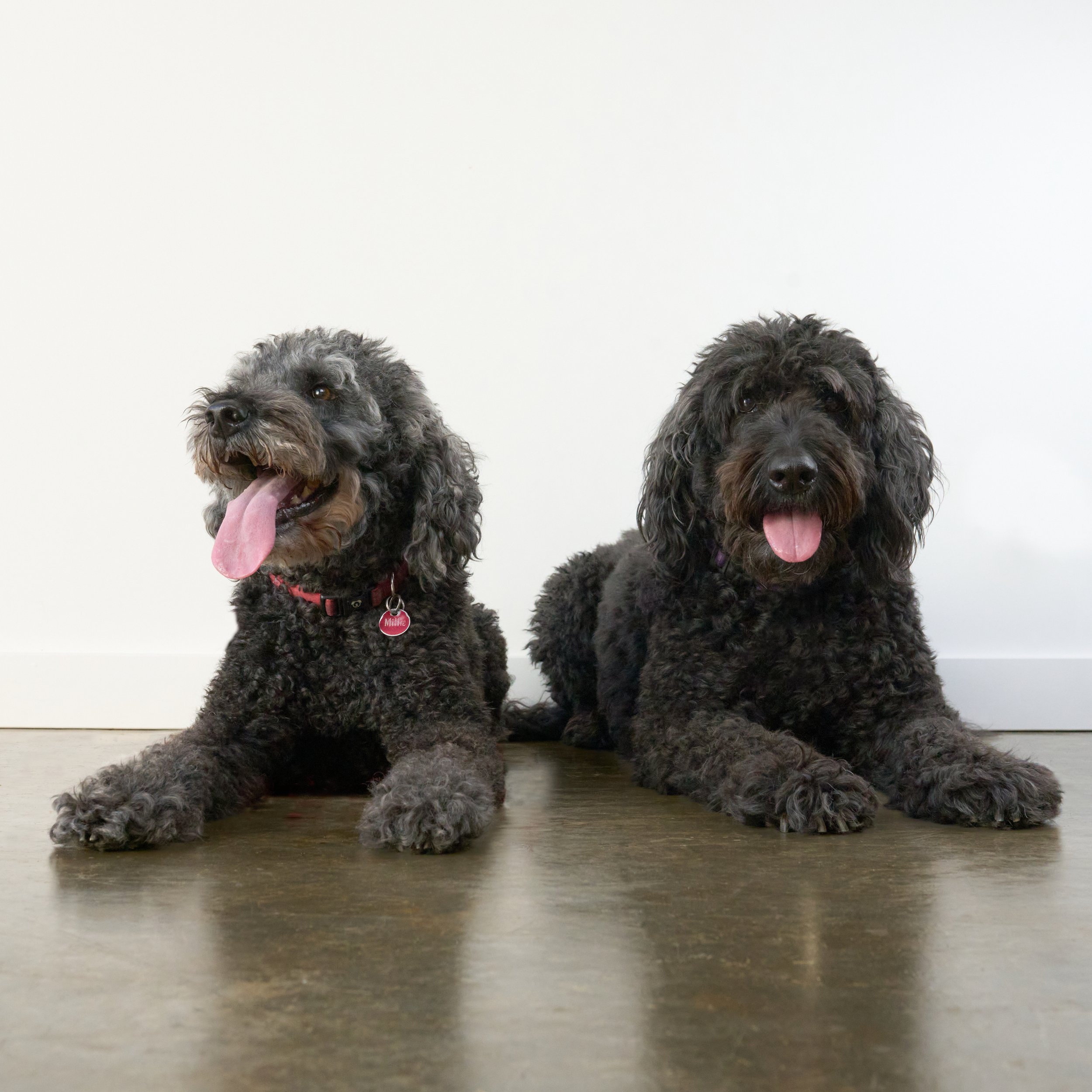 Two black dogs with curly fur sitting on a wooden floor against a plain white wall, both with tongues out.